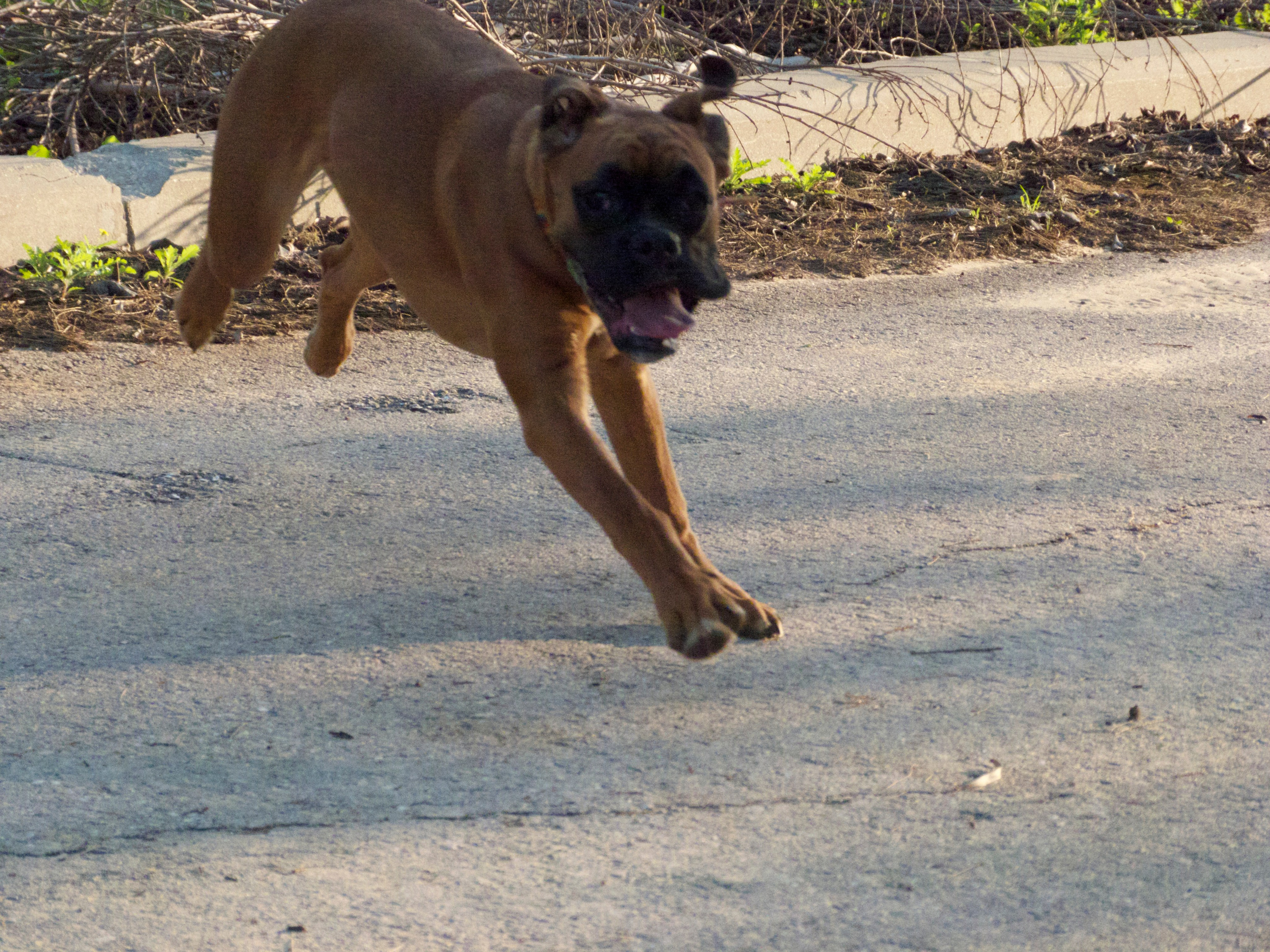 My ״Star״ Boxer Dog