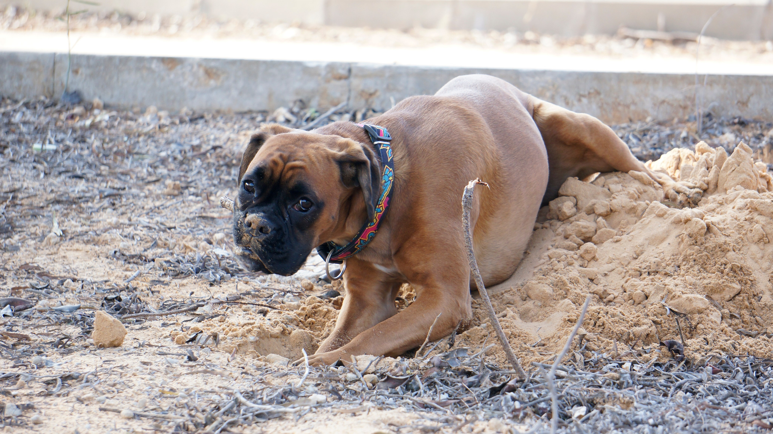 My ״Star״ Boxer Dog
