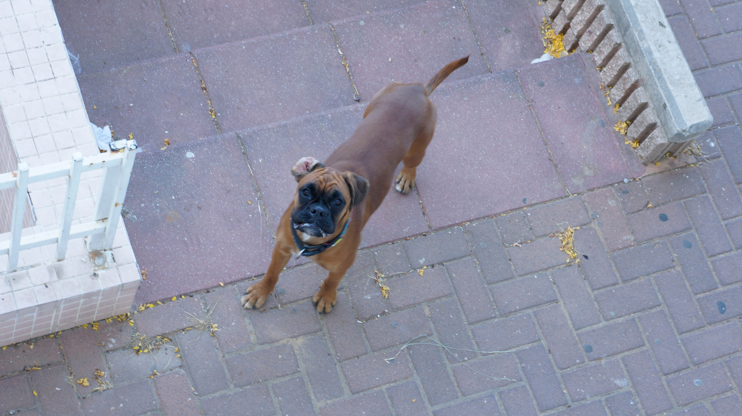 My ״Star״ Boxer Dog