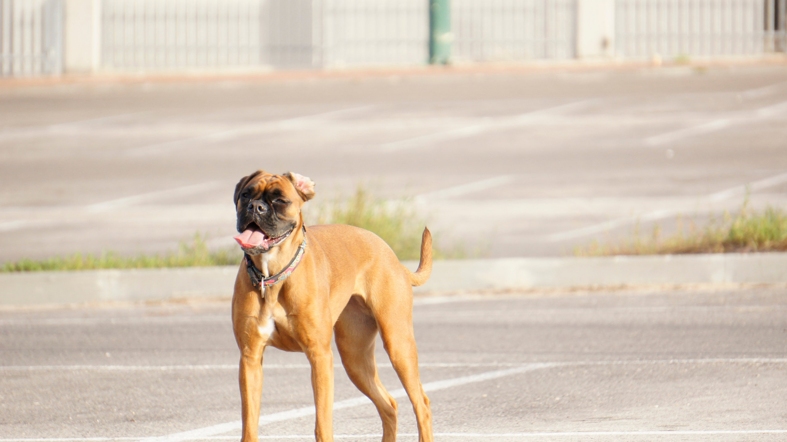 My ״Star״ Boxer Dog