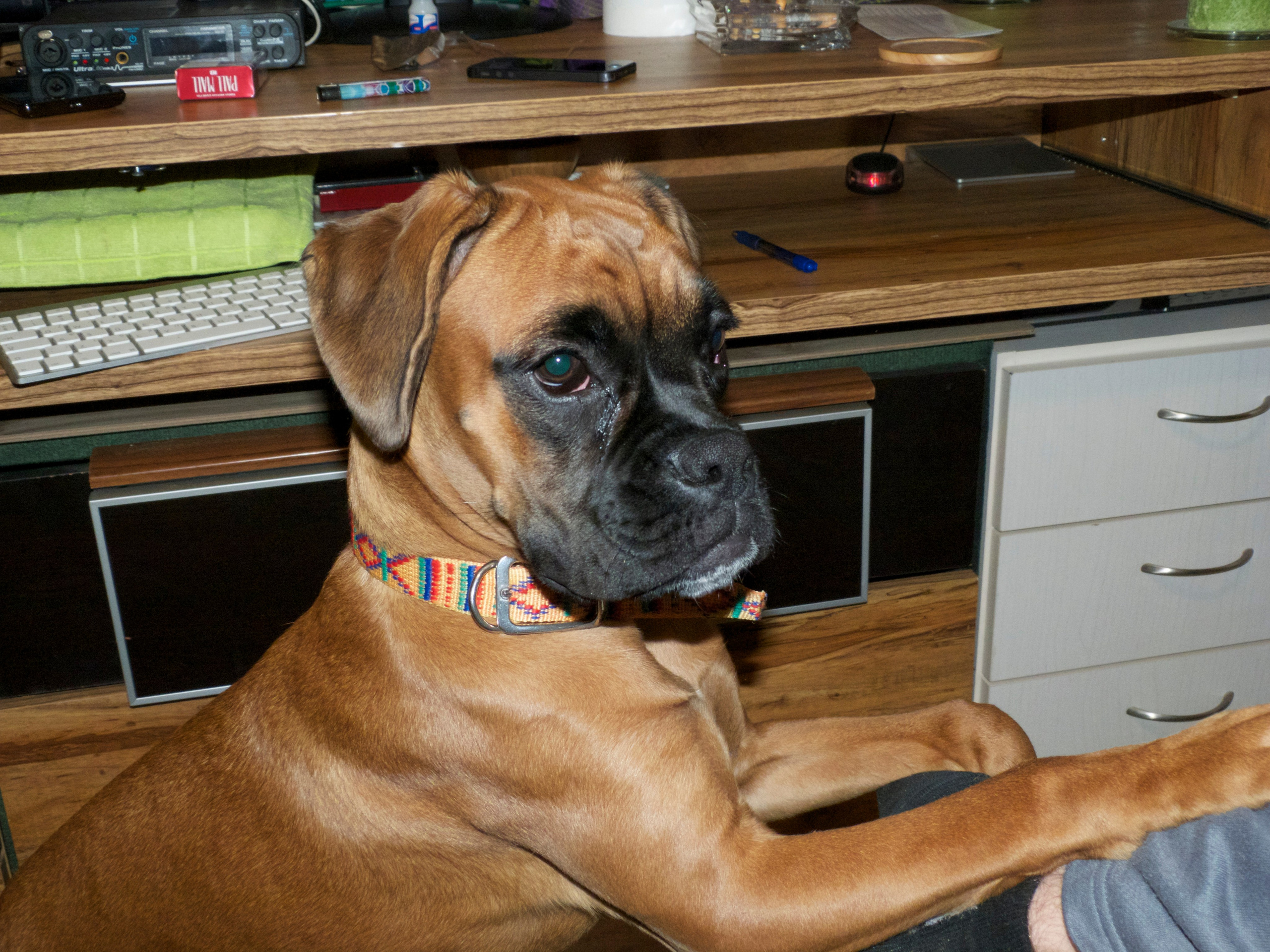 My ״Star״ Boxer Dog