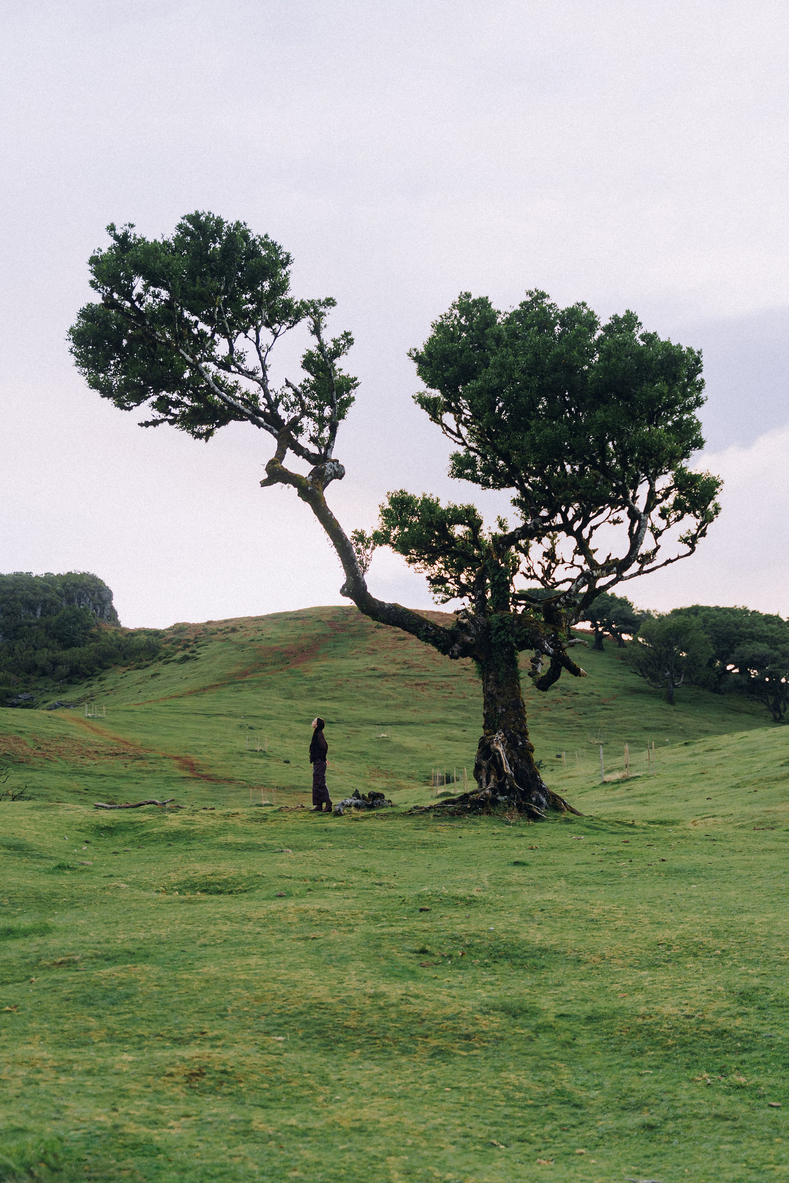Individual Photoshoot in Fanal Forest — Oksana | Madeira Photography. Your photographer in Madeira