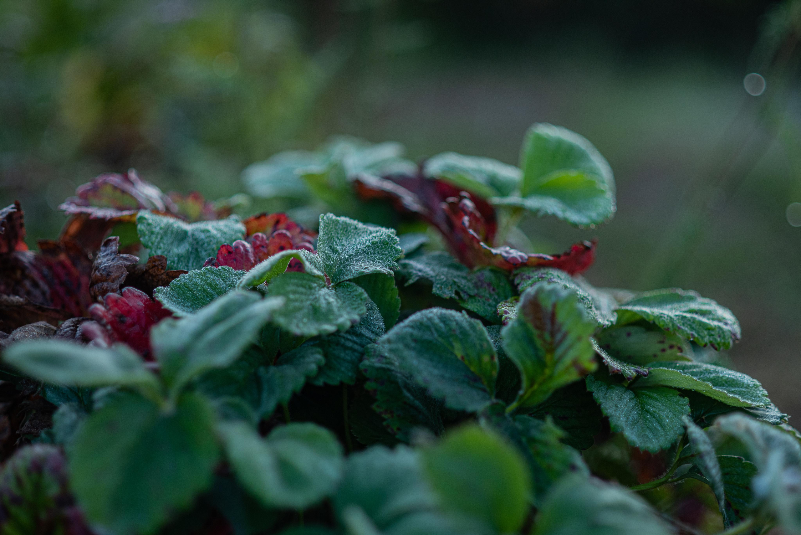 Дачные зарисовки. Kindshephoto Женский и семейный фотограф Москва