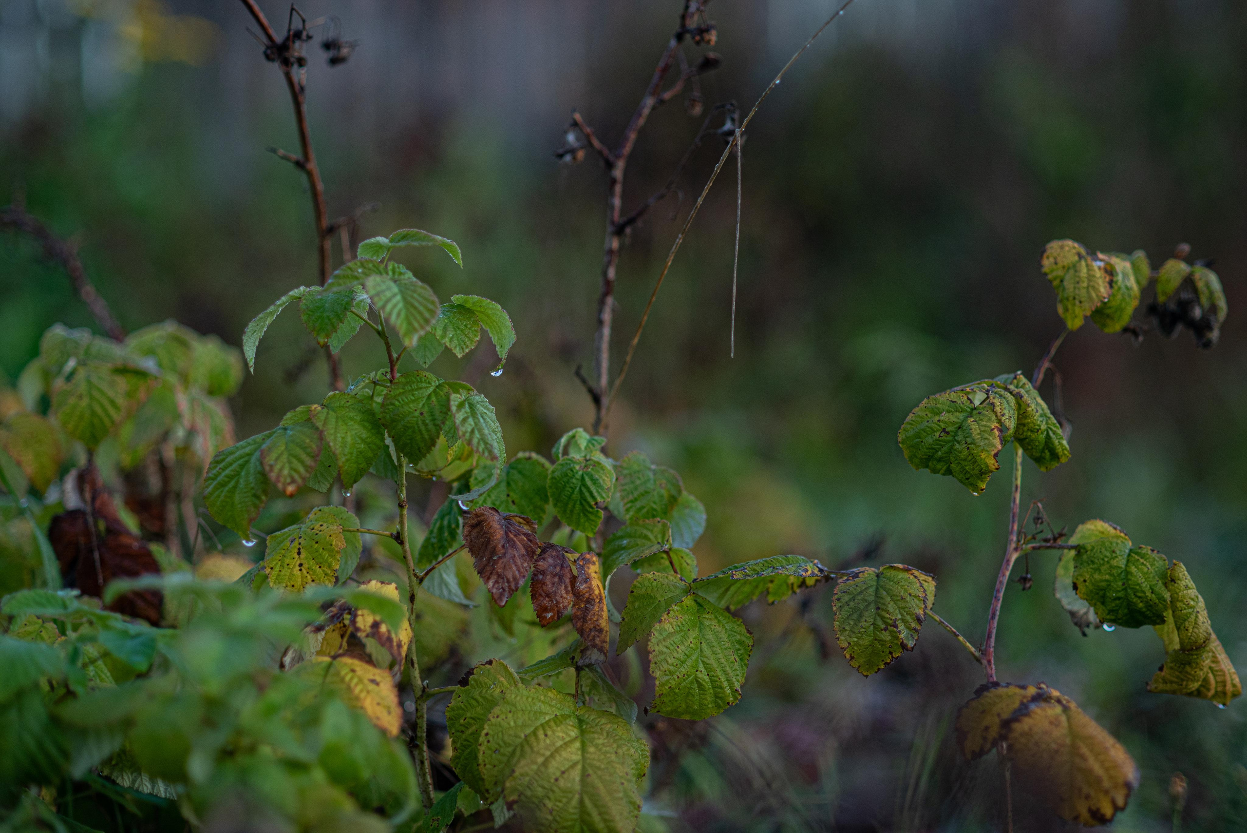 Дачные зарисовки. Kindshephoto Женский и семейный фотограф Москва