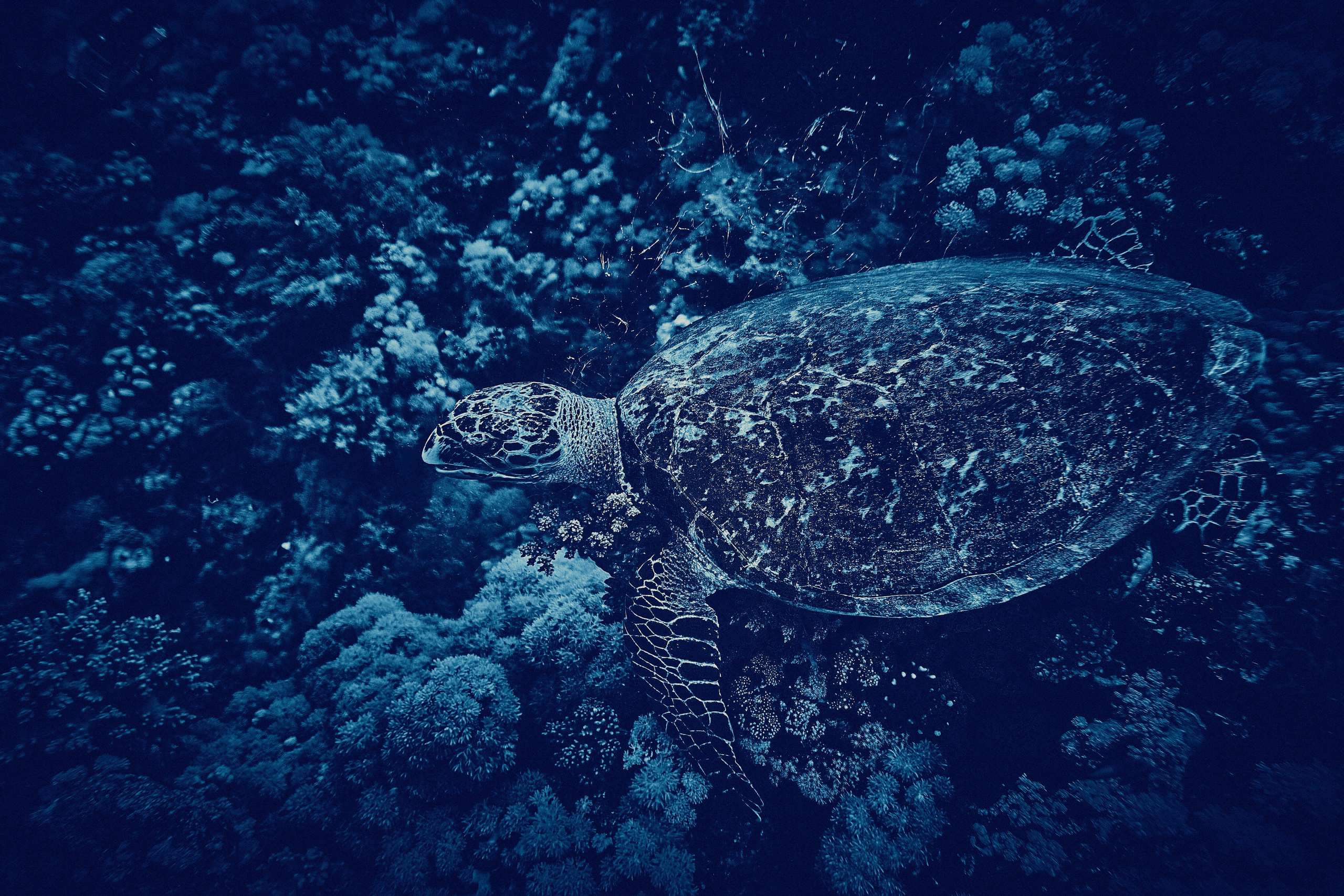 2023-11 - Diving Safari Deep South Egypt. Andriej Szypilow — Photography & Videography