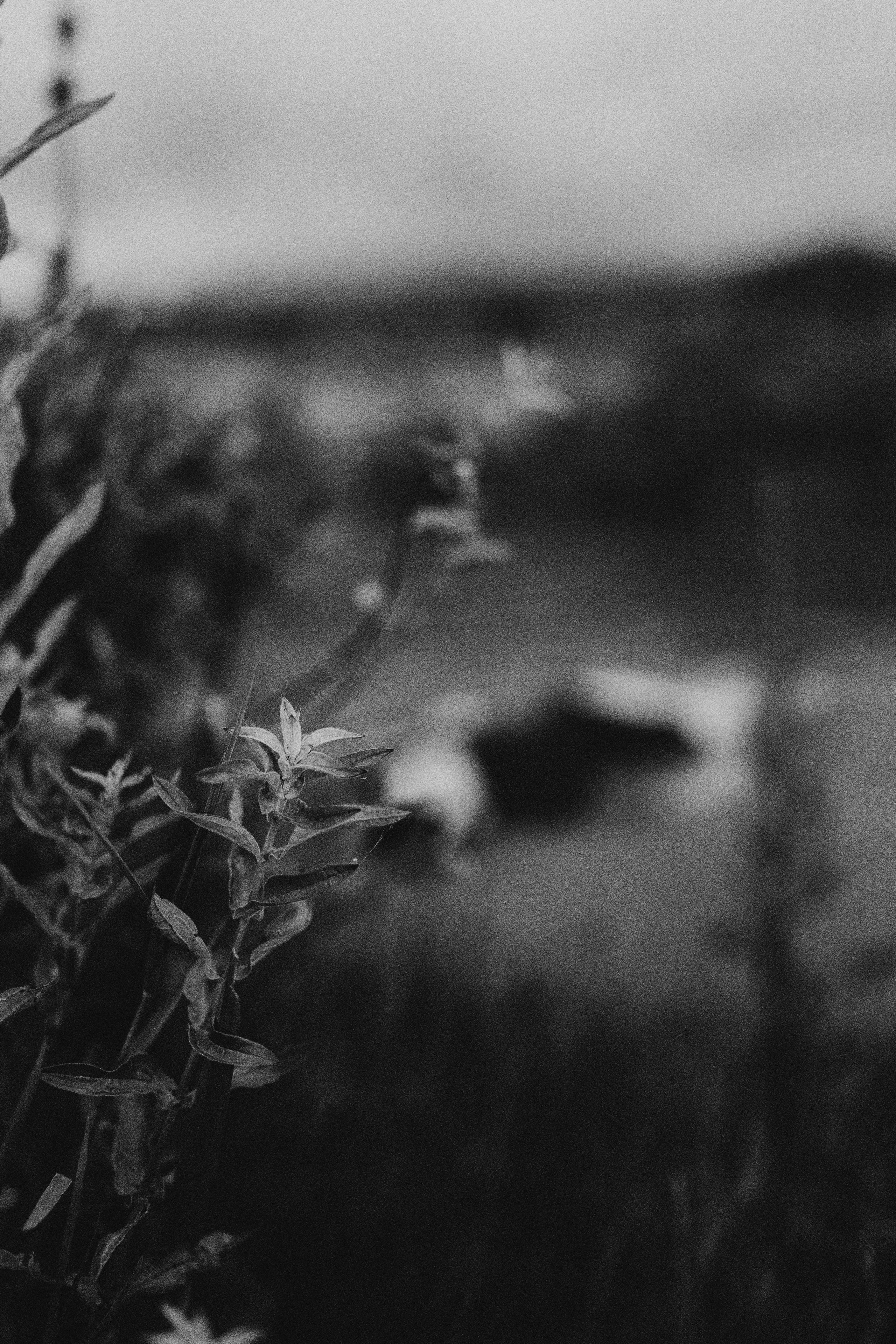 Мужской портрет Батуми. Портретный и свадебный фотограф в Батуми Валерия Азаренко