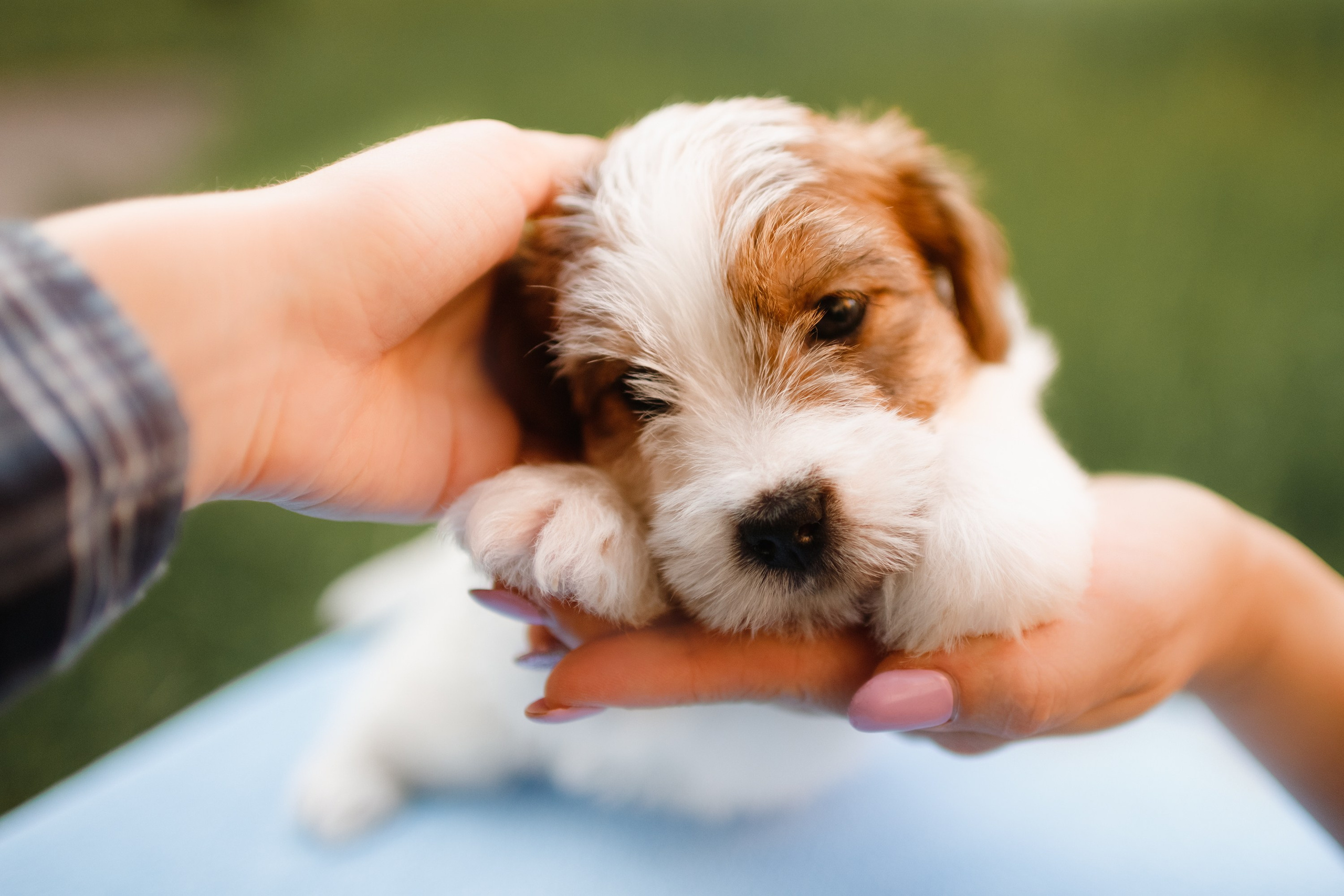 Jack russel puppies. Kaja | fotograf we Wrocławiu | ludzie i psy
