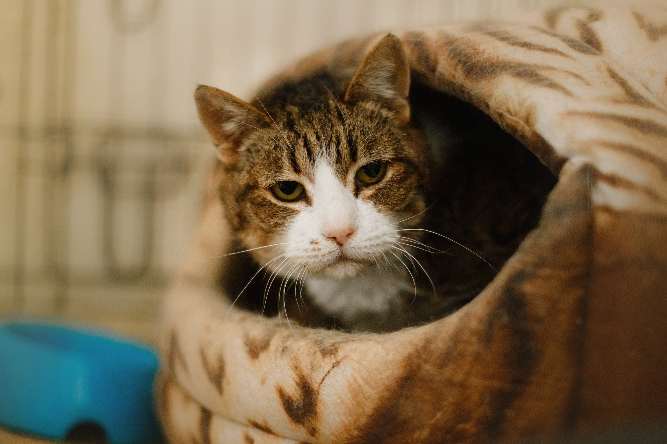 Shelter's cats for adoption. Kaja | fotograf we Wrocławiu | ludzie i psy