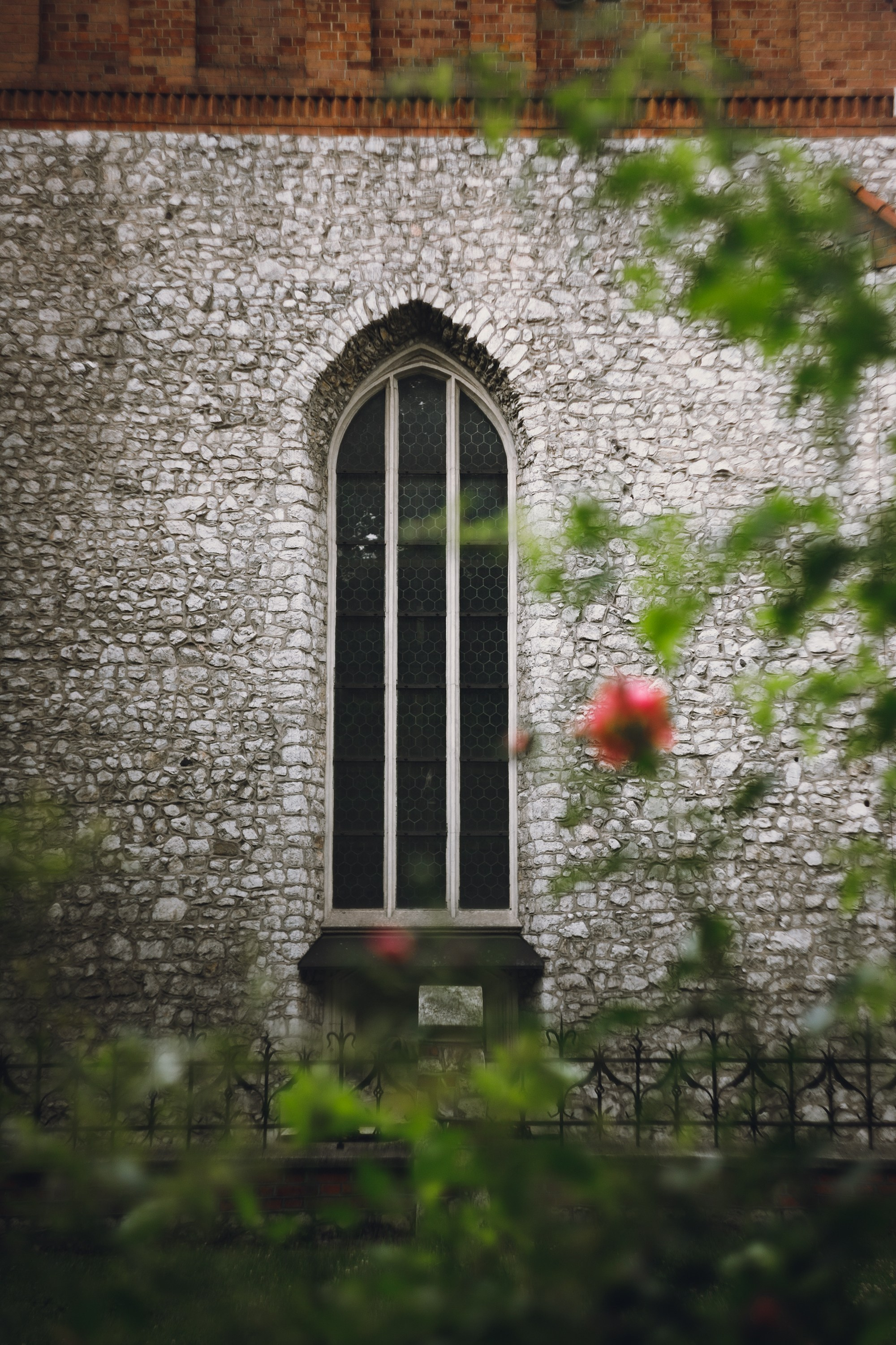 Krakow. Kaja | fotograf psów we Wrocławiu