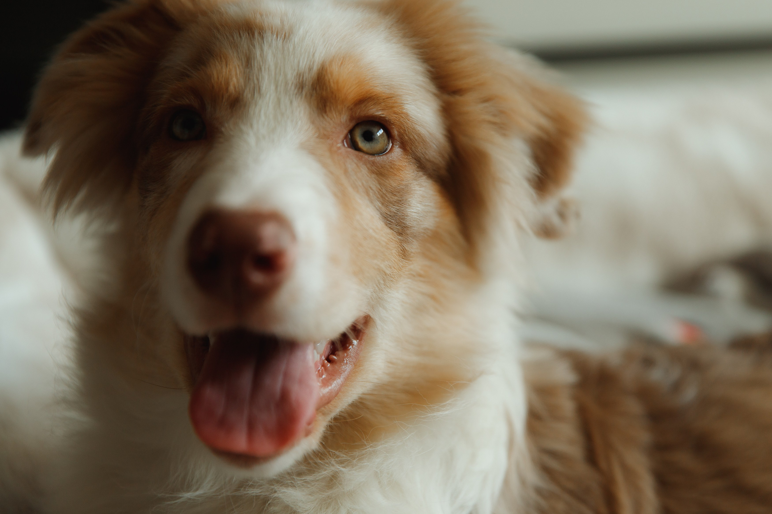 Fotografia psów Wrocław. Kaja | fotograf we Wrocławiu | ludzie i psy