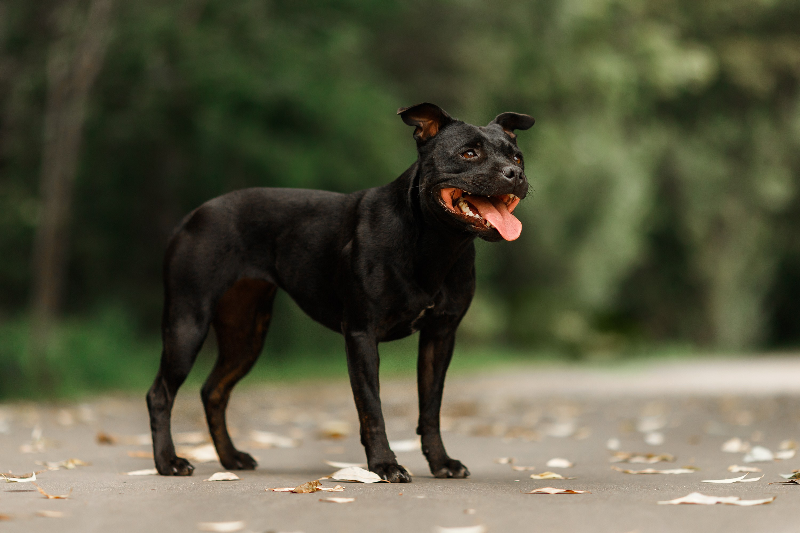 Staffy Yosia. Kaja | fotograf we Wrocławiu | ludzie i psy