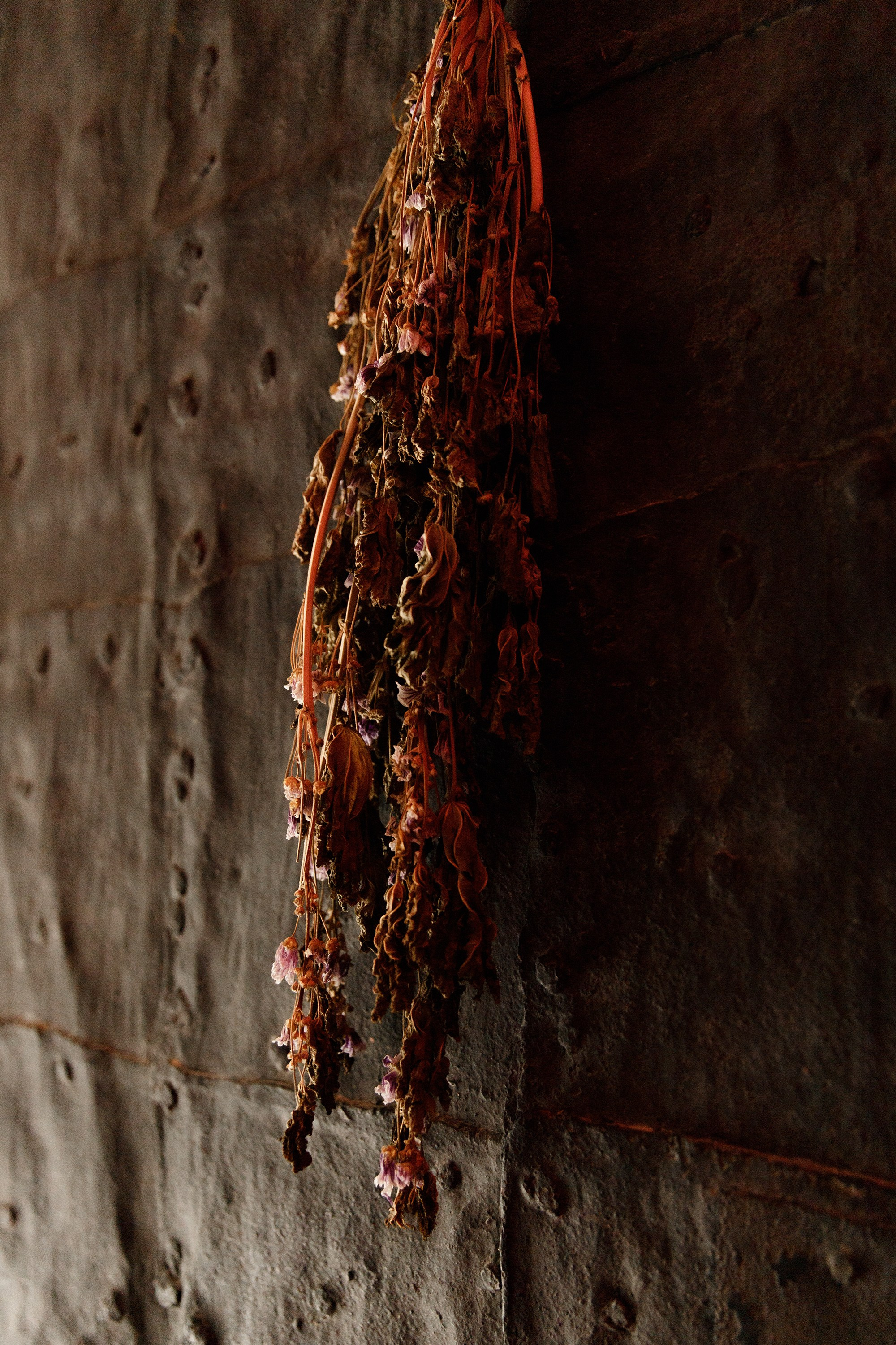 Oleśnica castle. Kaja | fotograf psów we Wrocławiu