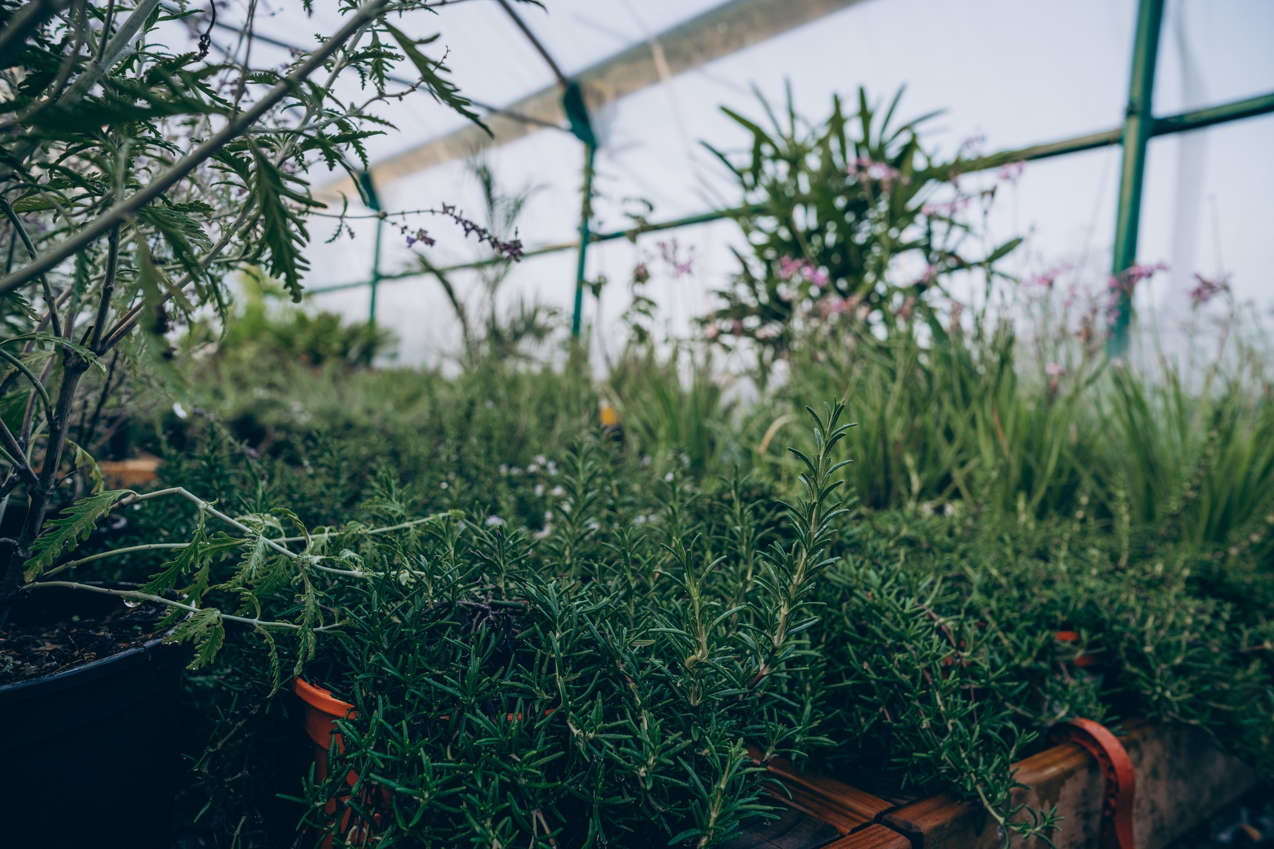 Centro Jardin. Photographer in Mallorca