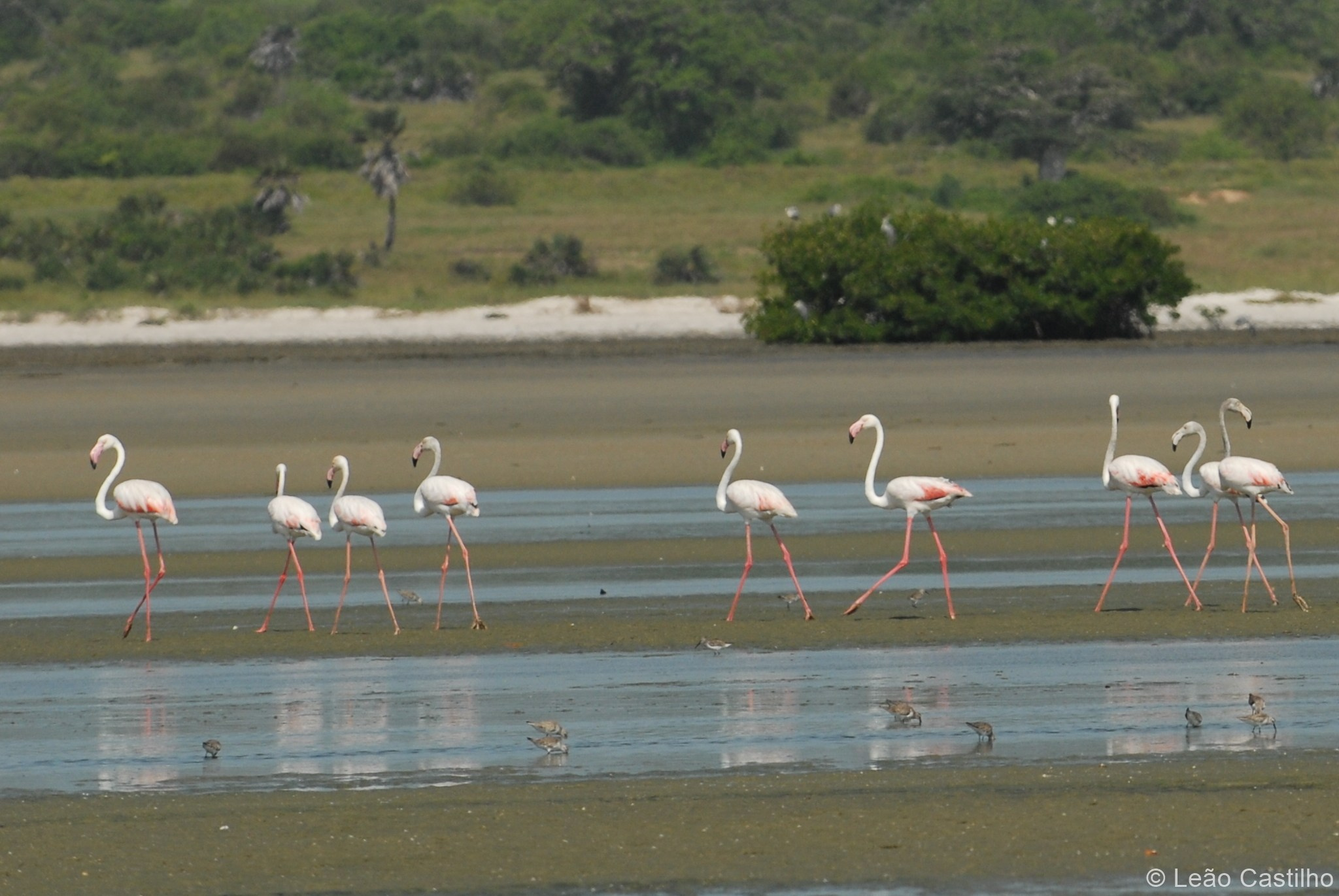 Photos of animals. Simbahalu