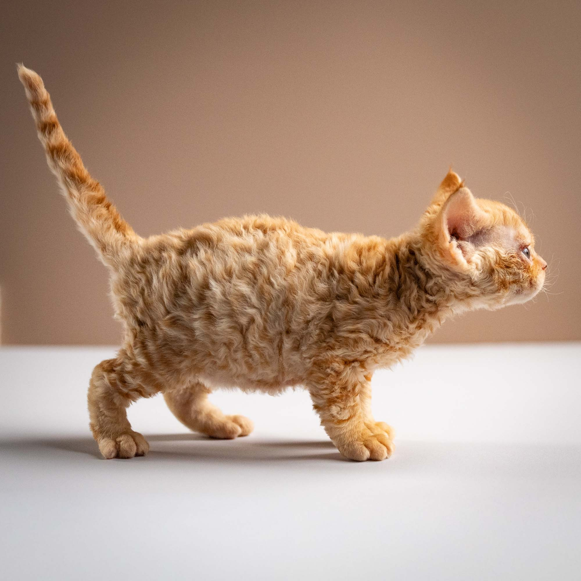 Piper, girl, born 02.11.26. Devon Rex Pixie Cattery