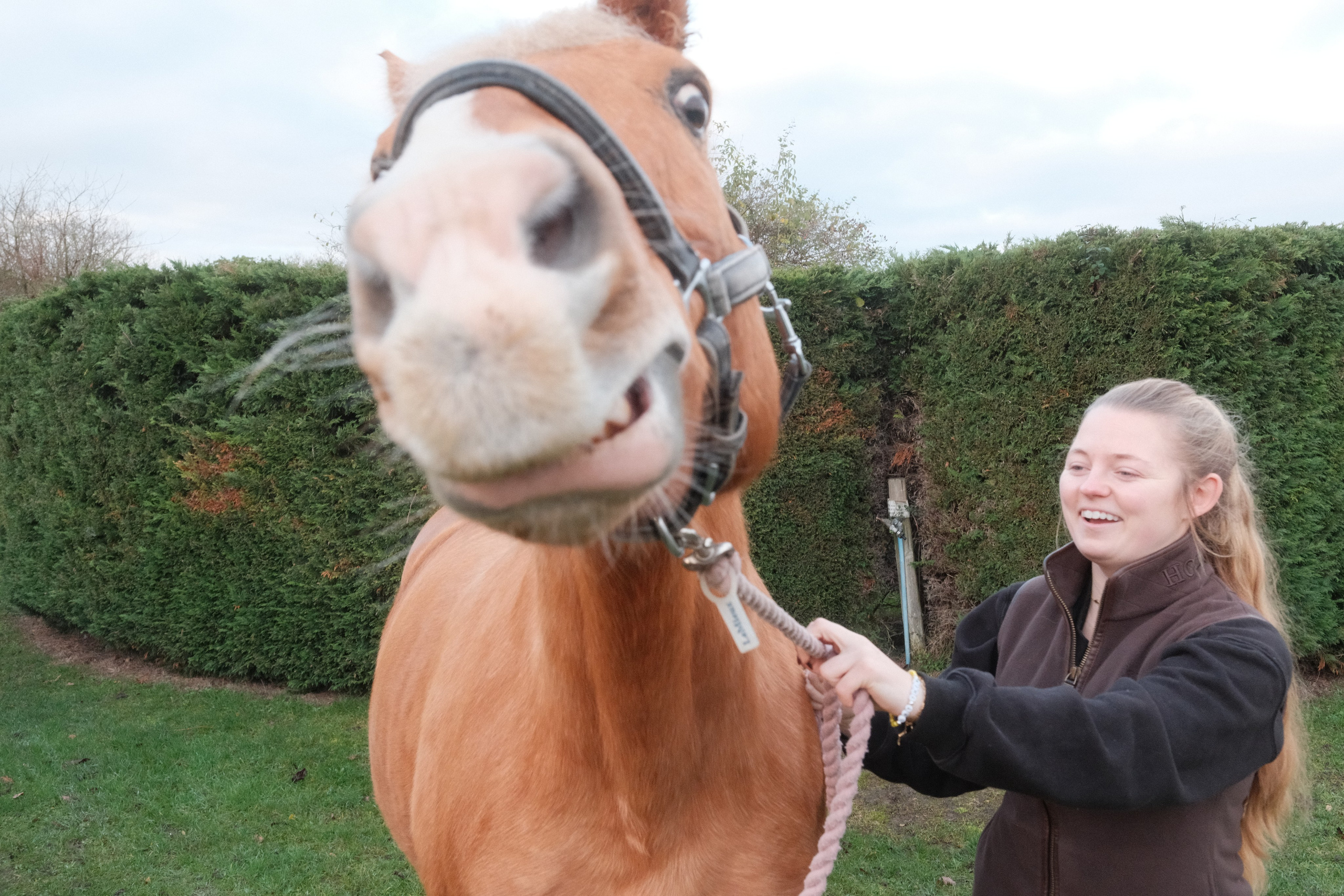 Portrait photography with Fudge the horse. Cal Takes Photos