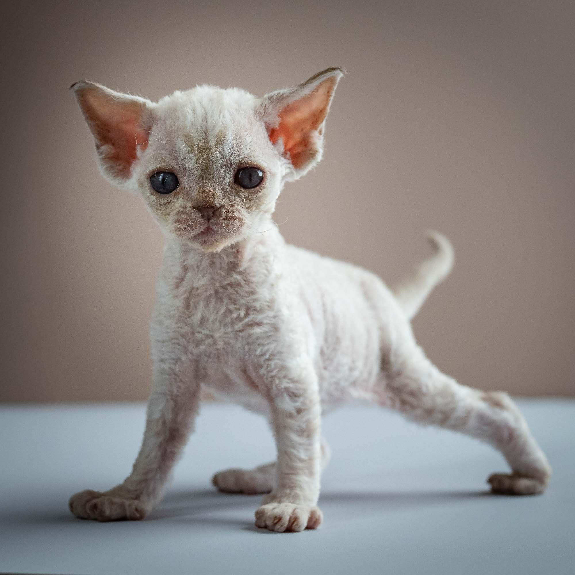 Selena, girl, born 05.08.26. Devon Rex Pixie Cattery