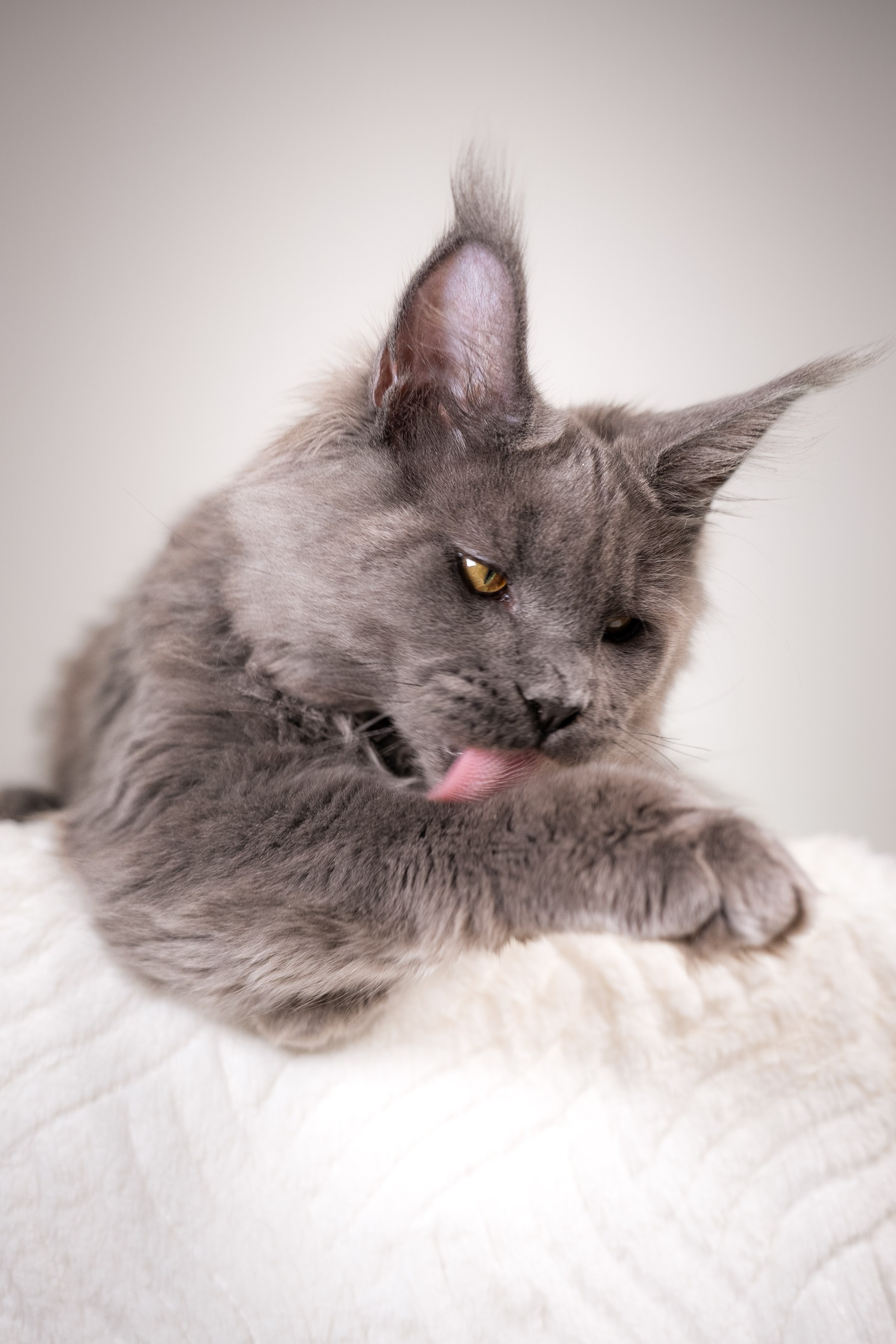 Senator Hunter. Senator Cat — Maine Coon cattery