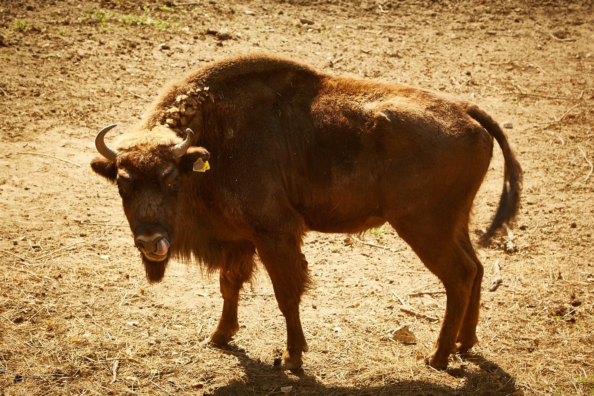 Reșița, jud. Caraș-Severin. Pagina principală