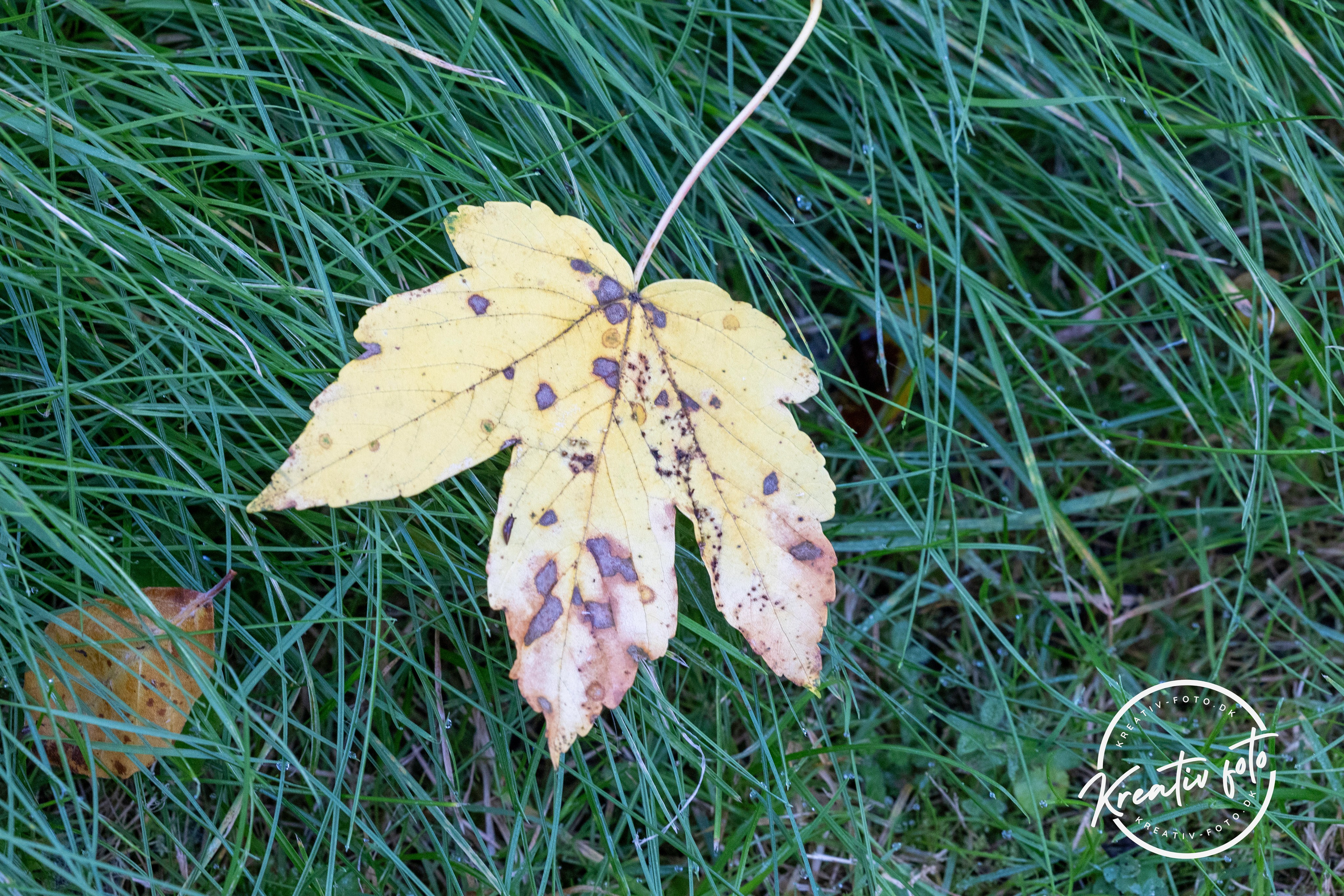 Efterår. Fotograf Aarhus | Portrætfoto Århus | Flotte billeder