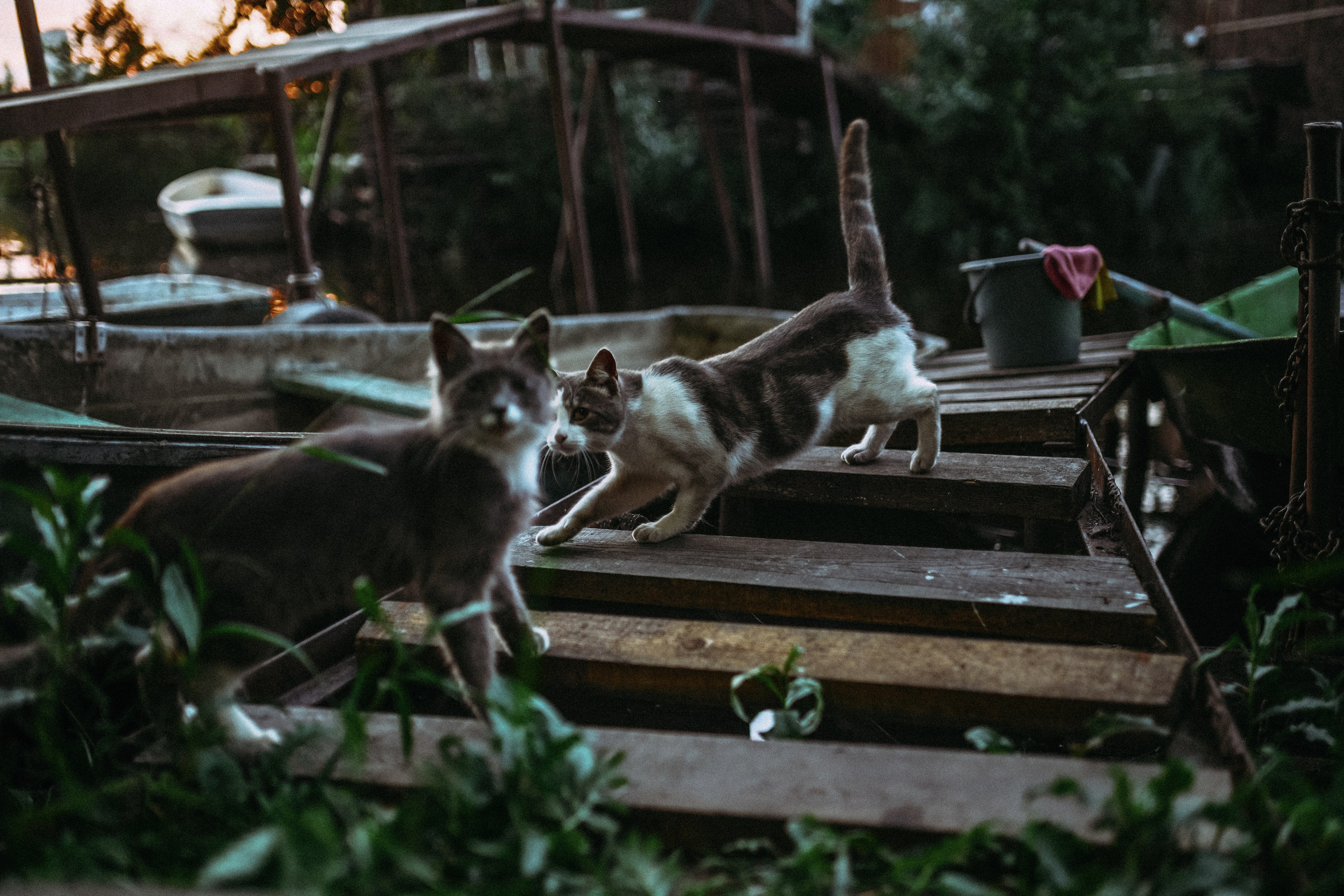 Кот шпедингера. Стрит-фотография, полная абсурда, идиотизма и красоты