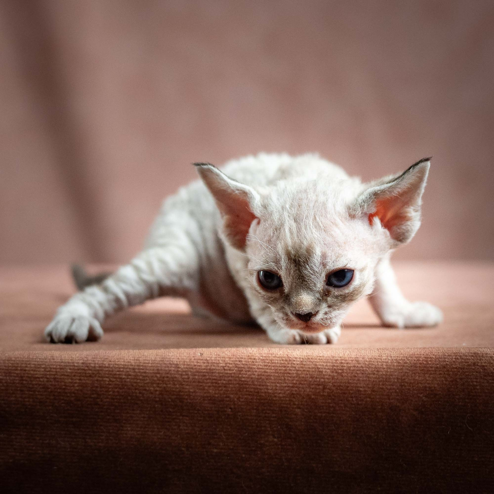 Nellie, girl, born 01.17.26. Devon Rex Pixie Cattery