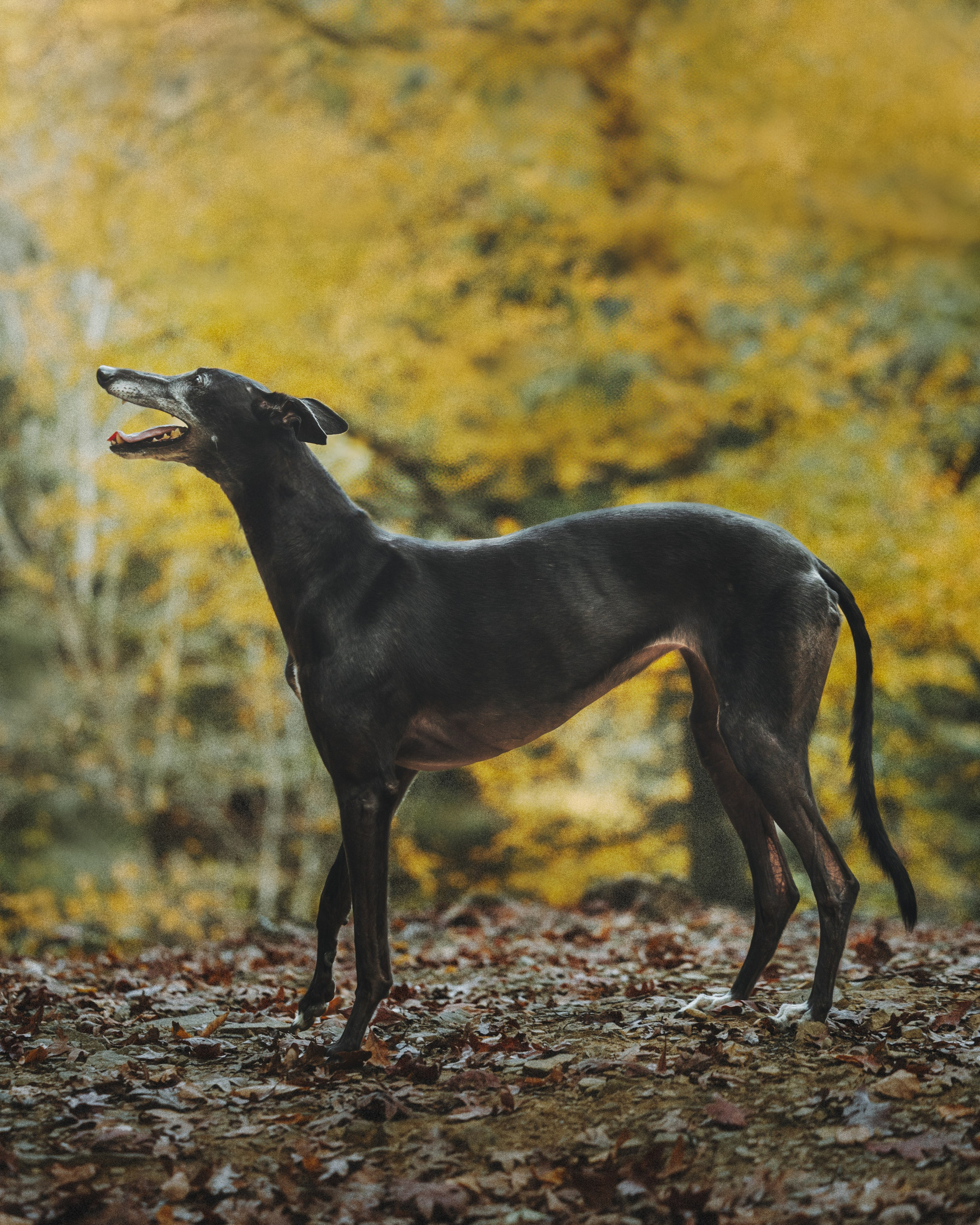 Tilly, Kati & Landon. Pet Photographer Viktoriya Aleshenko