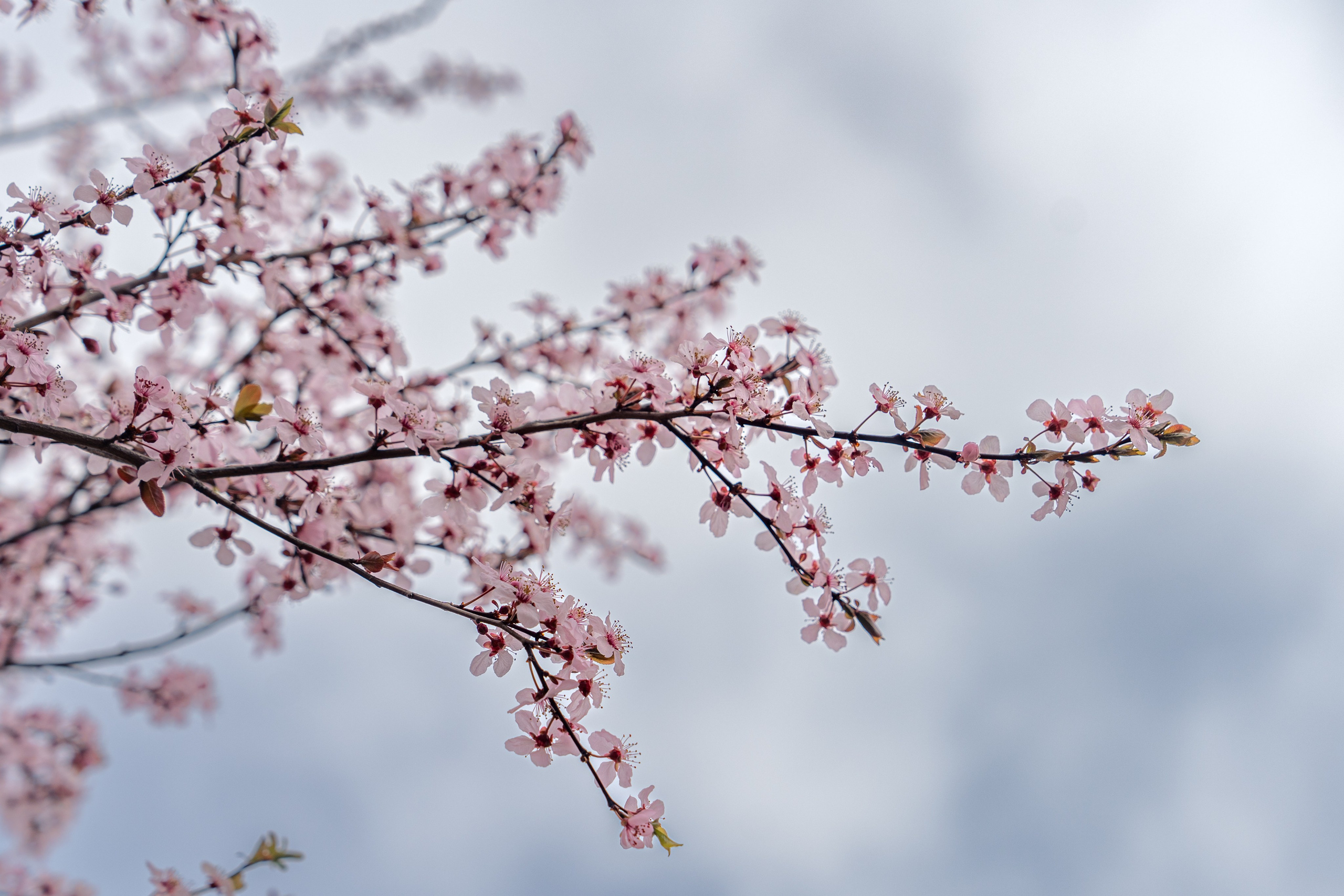 Навруз. Георгий Намазов | Фотограф в Ташкенте