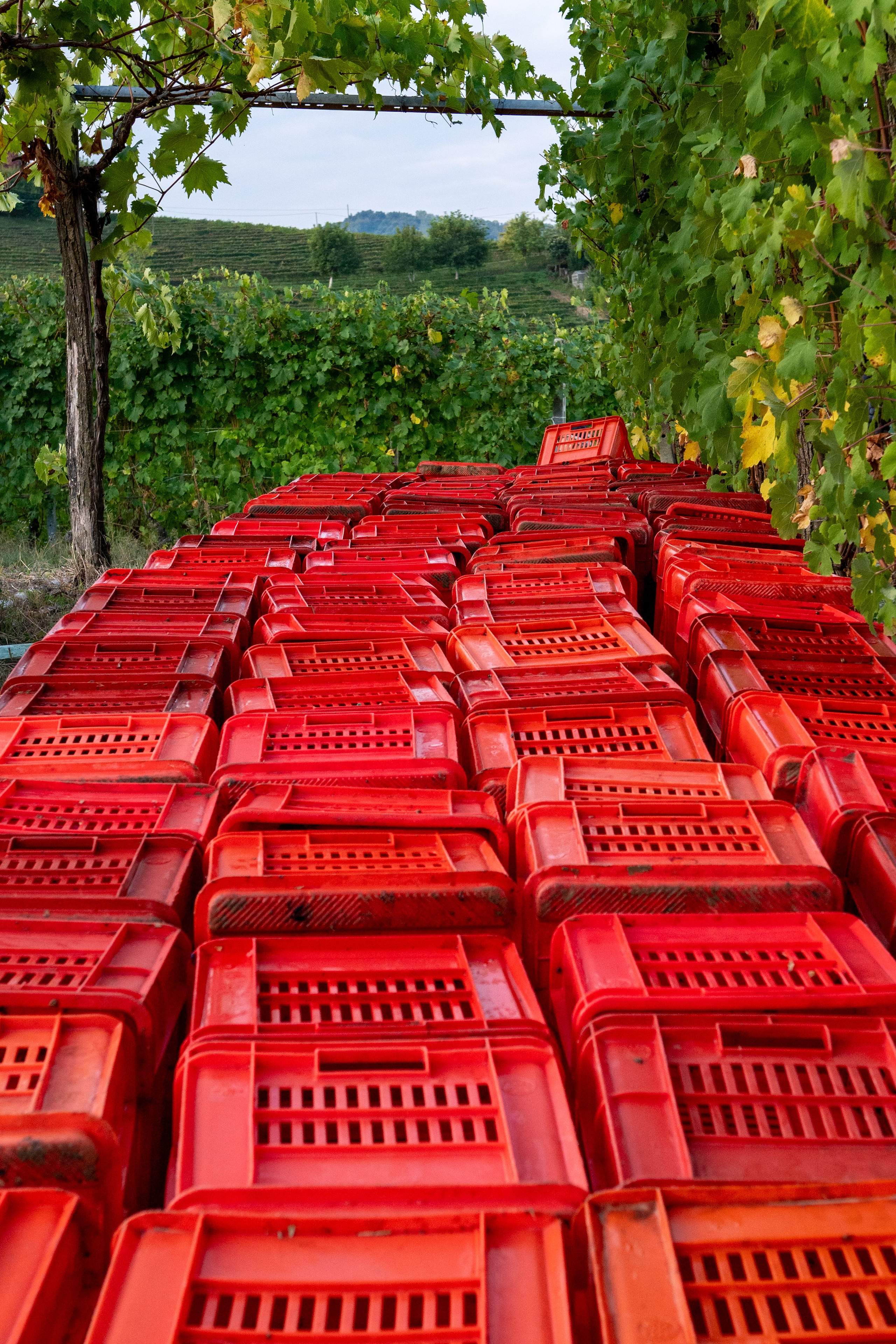 Cantine Boasso Serralunga. “Gianmaria Coscia fotografo per passione”