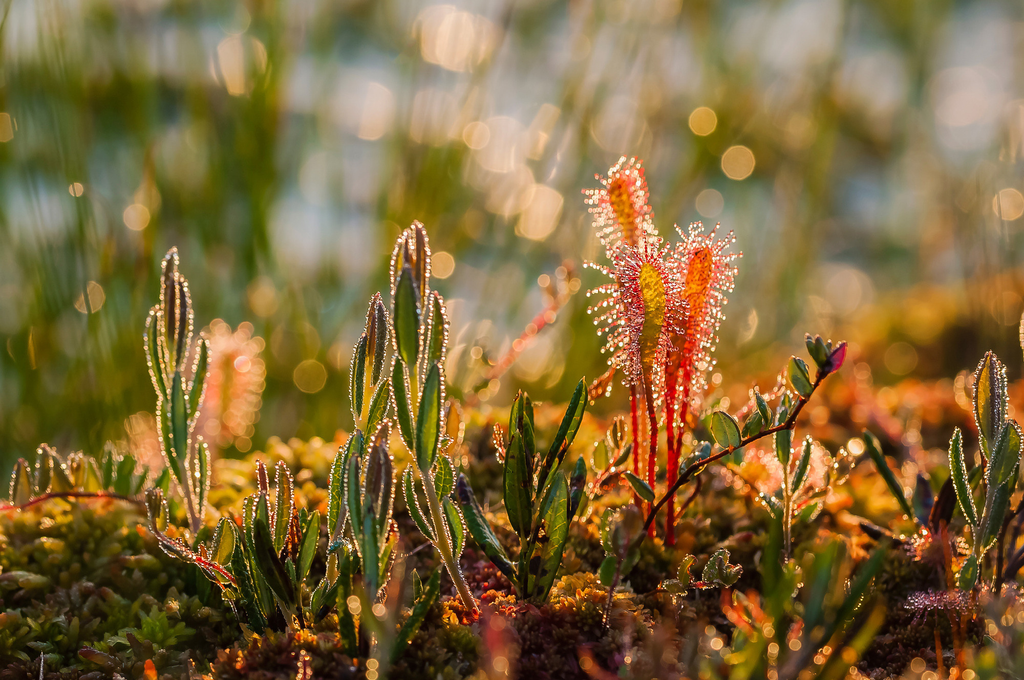 Nature. Природа. Aleksandr Abrosimov Photography