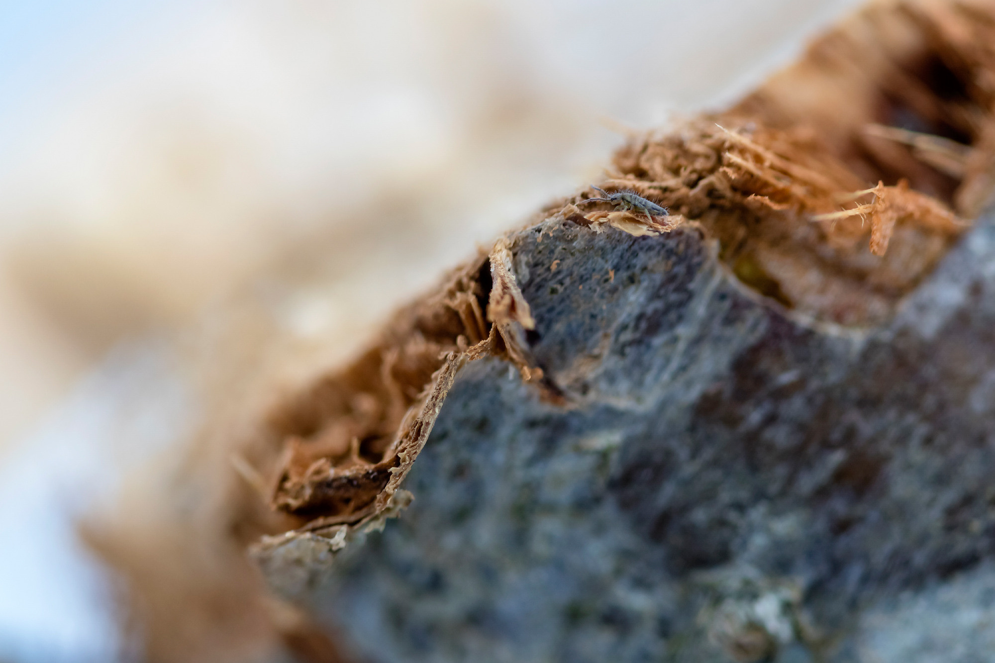 Insects. Насекомые. Aleksandr Abrosimov Photography