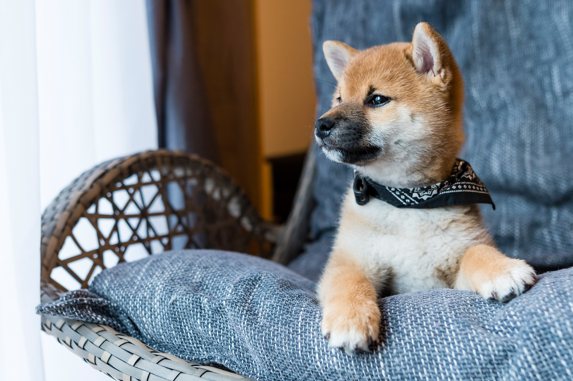 Pets. Домашние питомцы. Aleksandr Abrosimov Photography