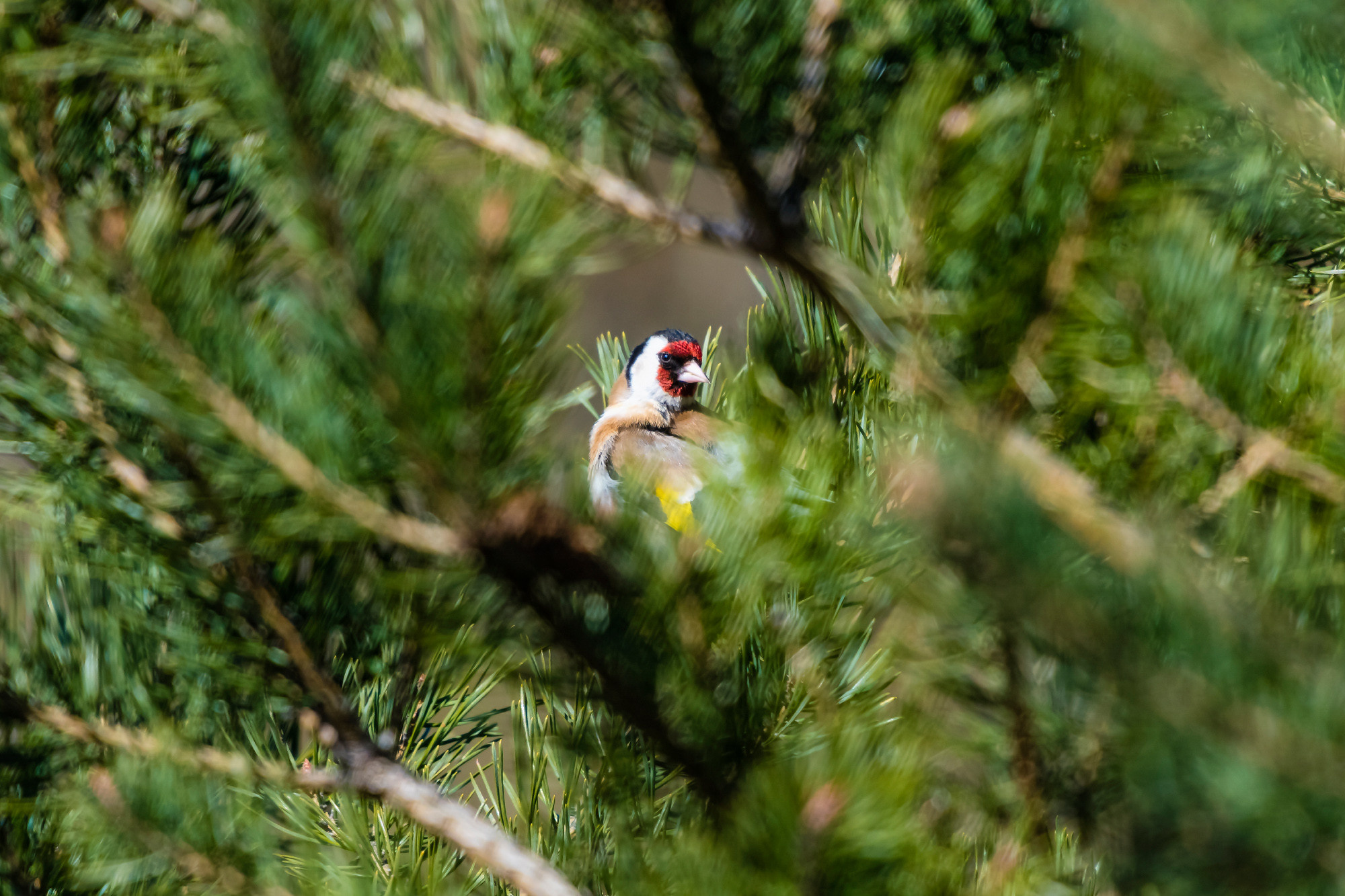 Birds. Птицы. Aleksandr Abrosimov Photography