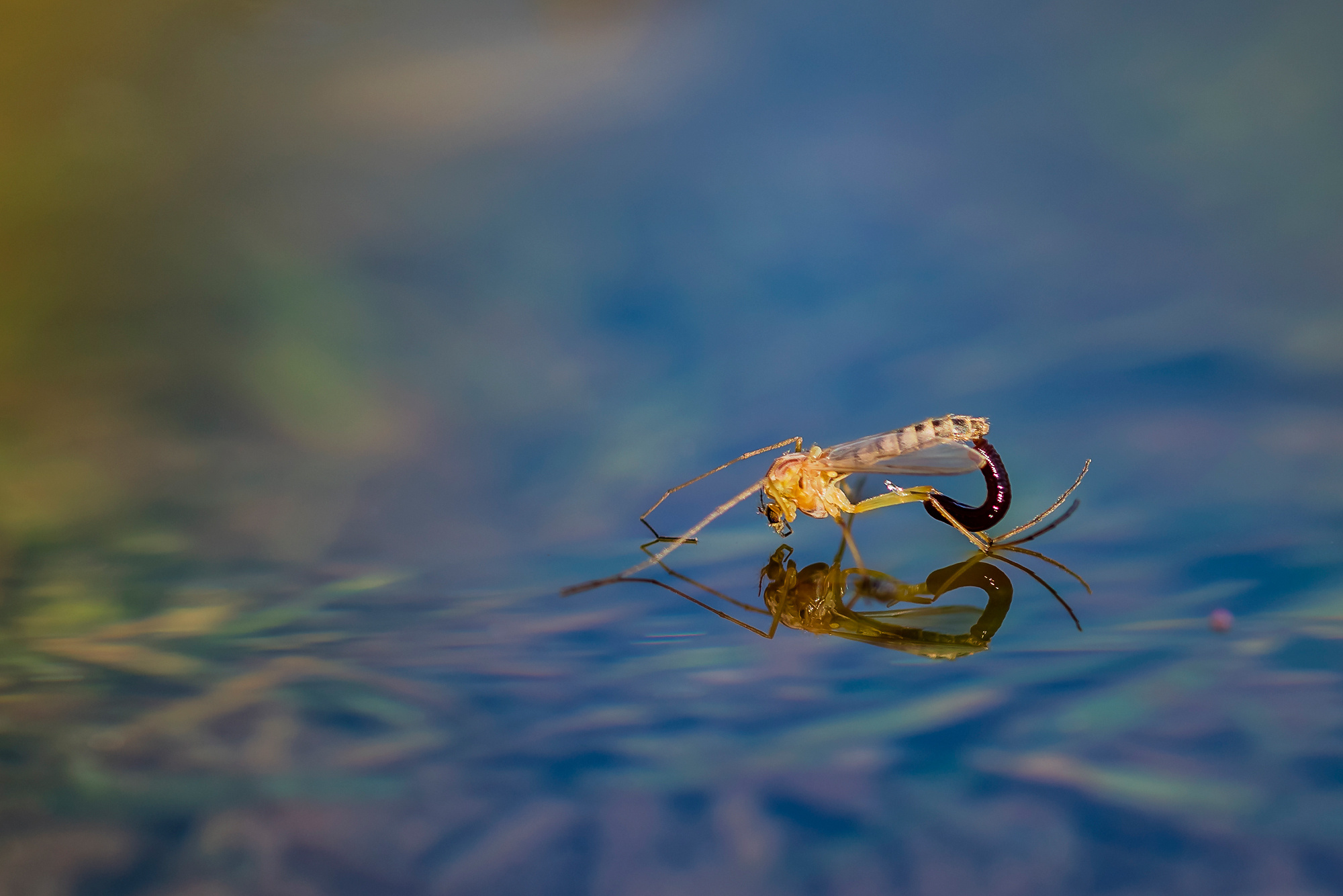 Insects. Насекомые. Aleksandr Abrosimov Photography