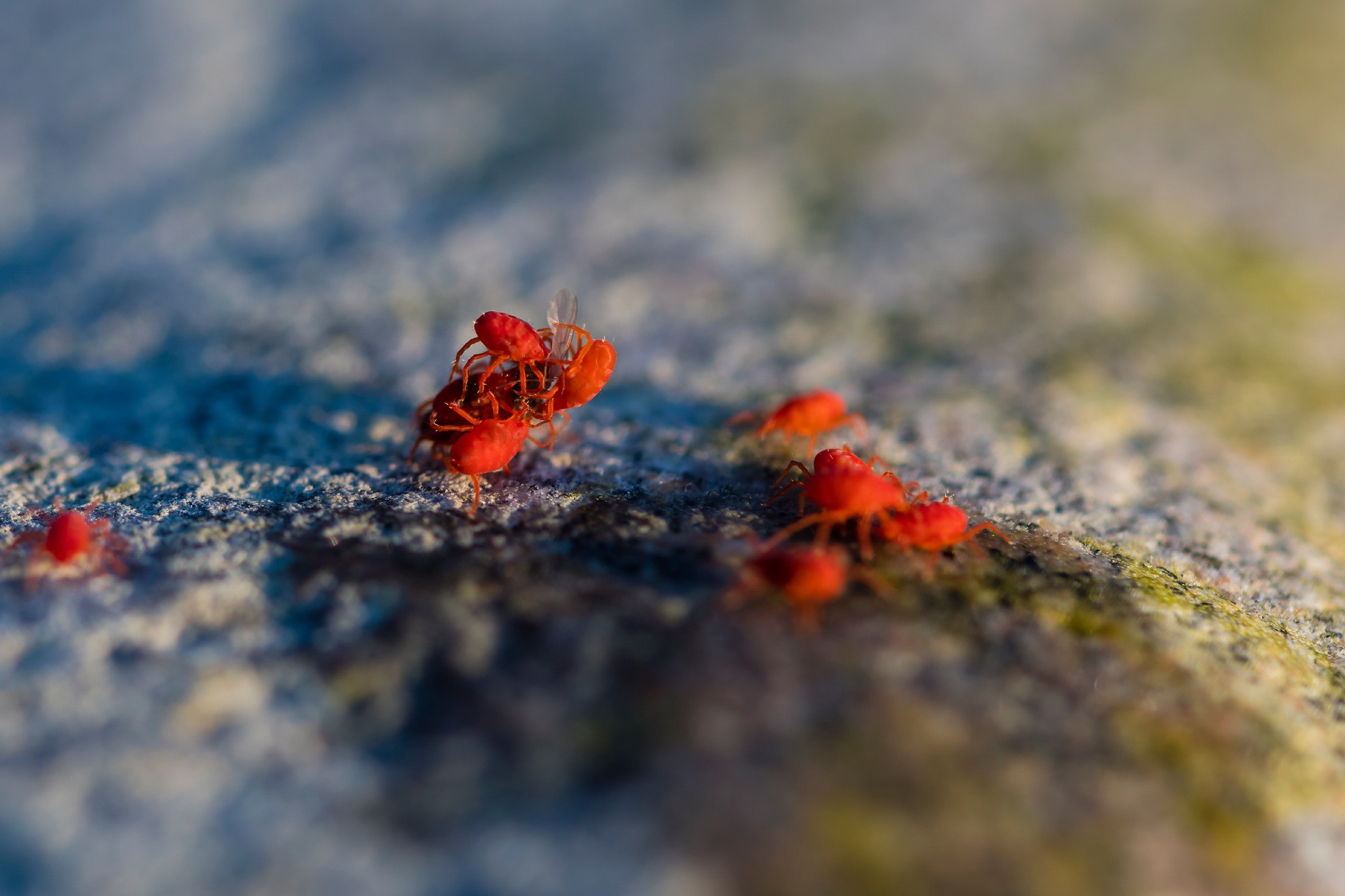 Insects. Насекомые. Aleksandr Abrosimov Photography