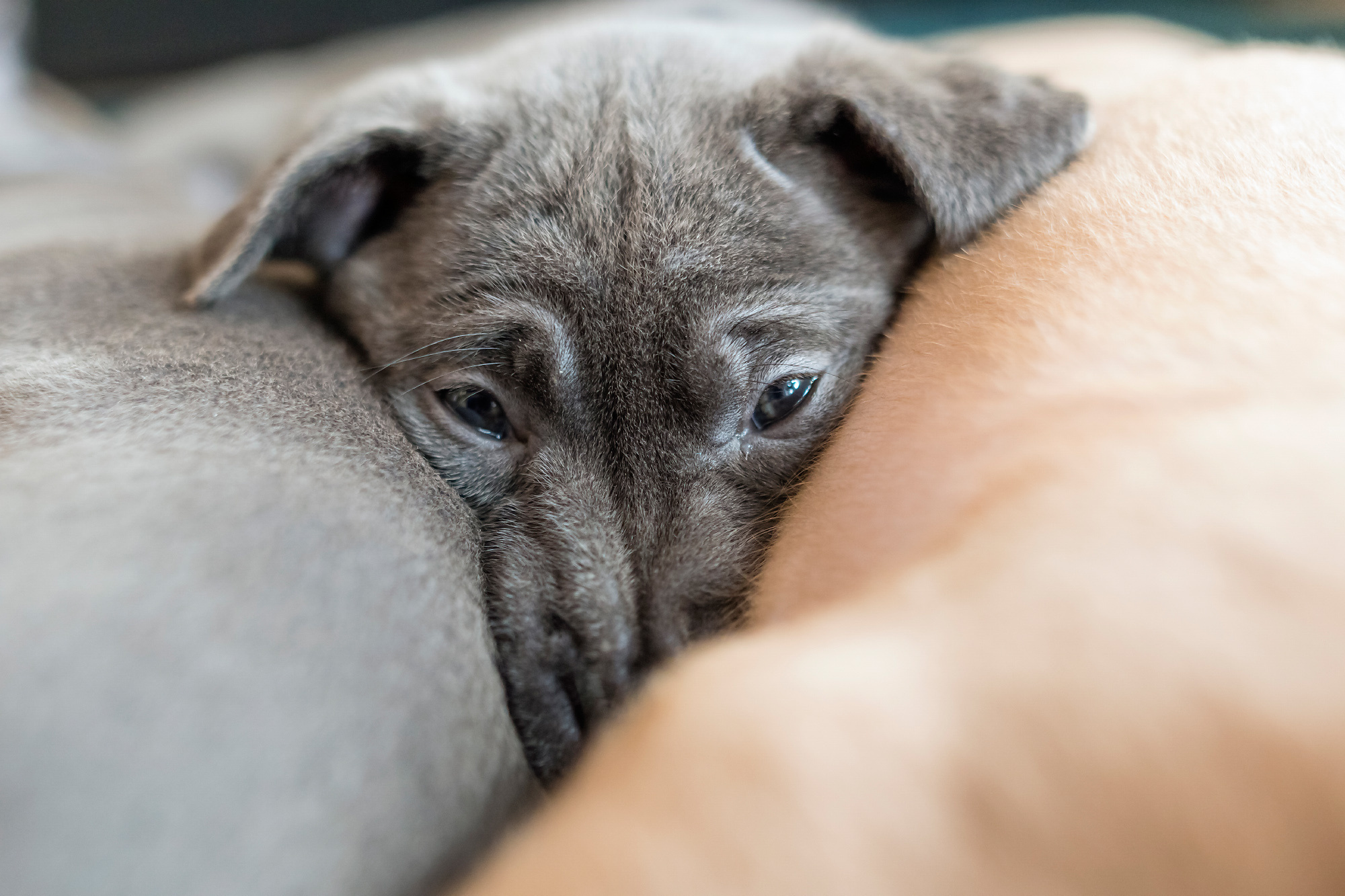 Pets. Домашние питомцы. Aleksandr Abrosimov Photography