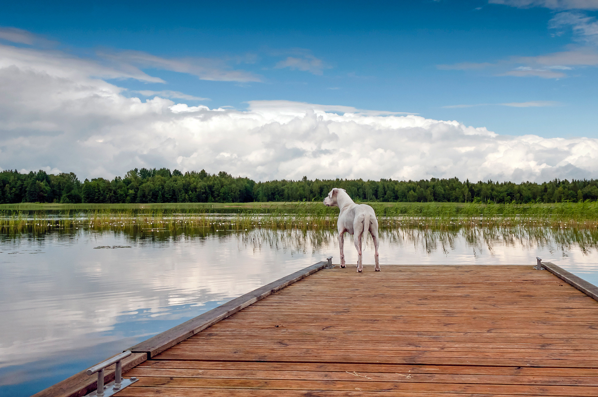Pets. Домашние питомцы. Aleksandr Abrosimov Photography