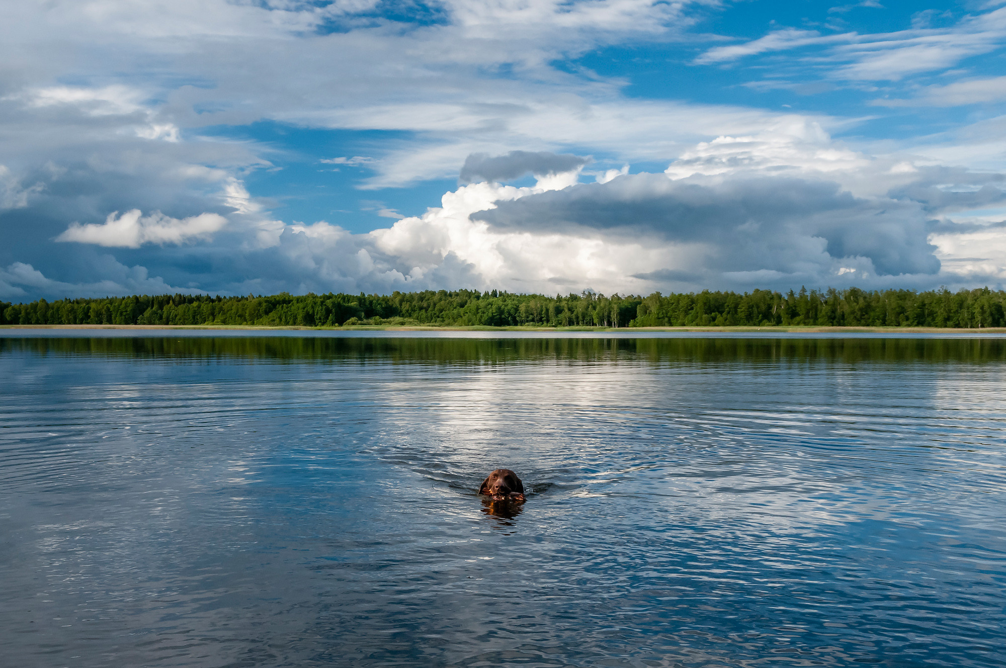 Pets. Домашние питомцы. Aleksandr Abrosimov Photography