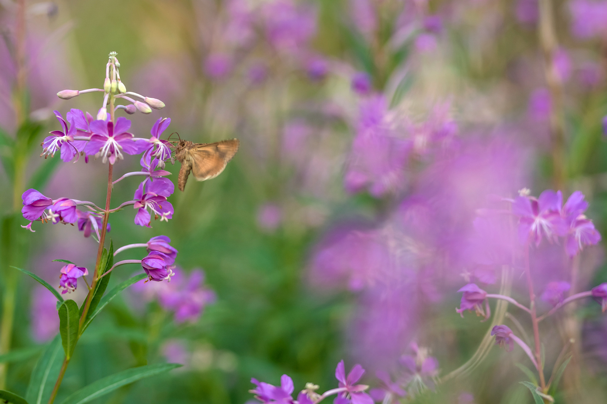 Insects. Насекомые. Aleksandr Abrosimov Photography