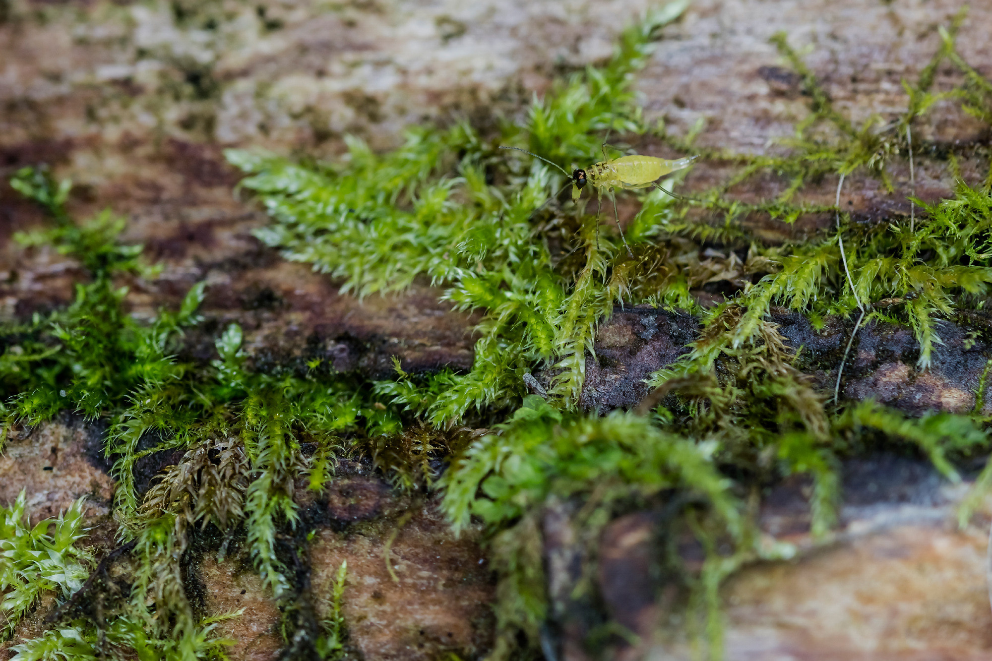 Insects. Насекомые. Aleksandr Abrosimov Photography