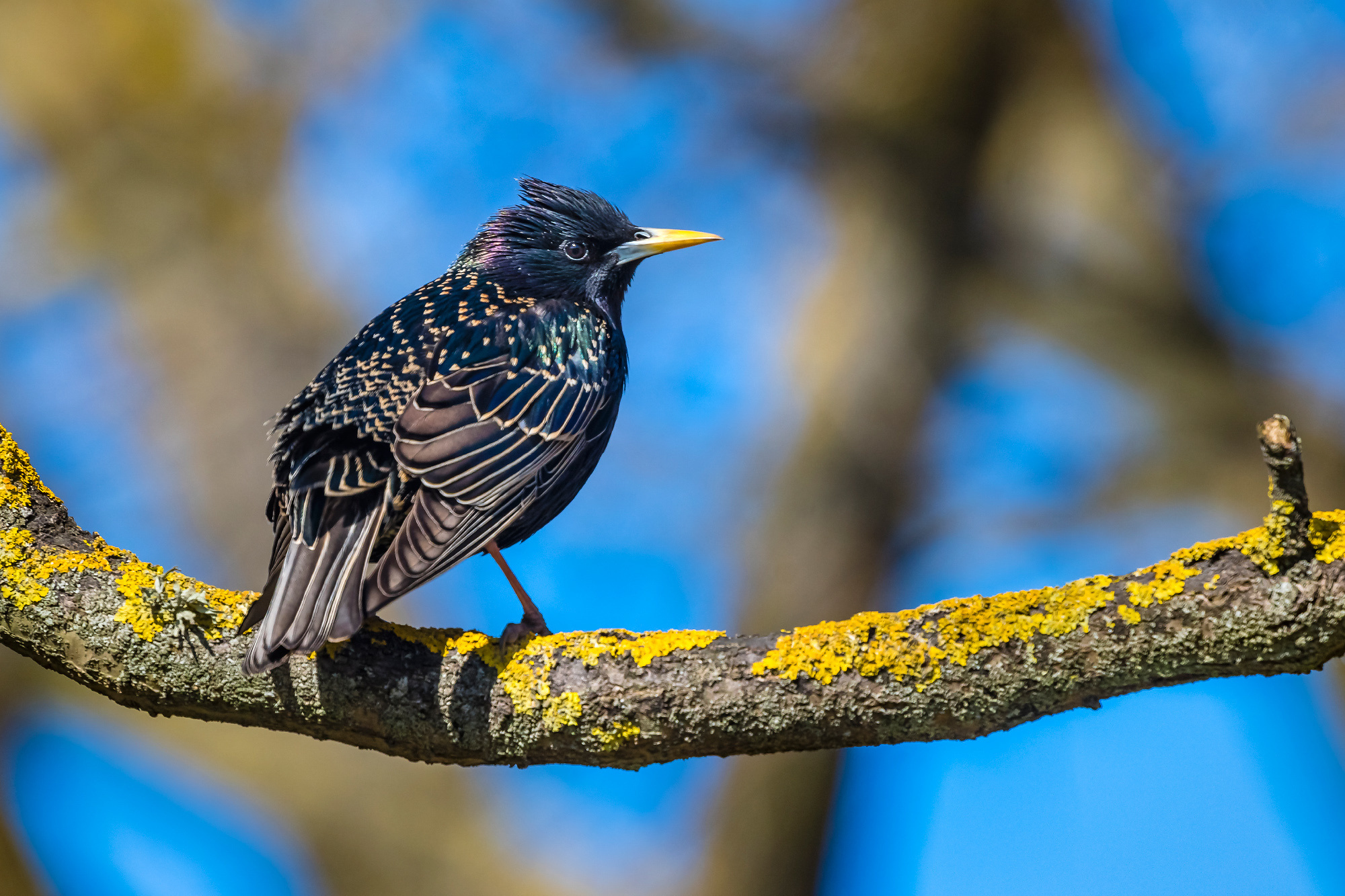 Birds. Птицы. Aleksandr Abrosimov Photography