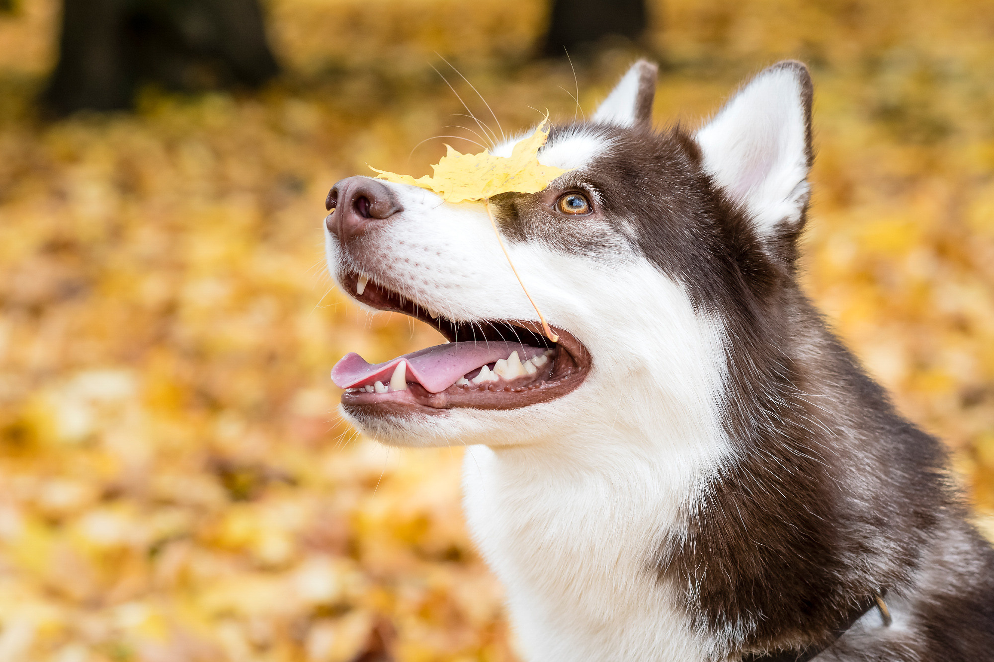 Pets. Домашние питомцы. Aleksandr Abrosimov Photography