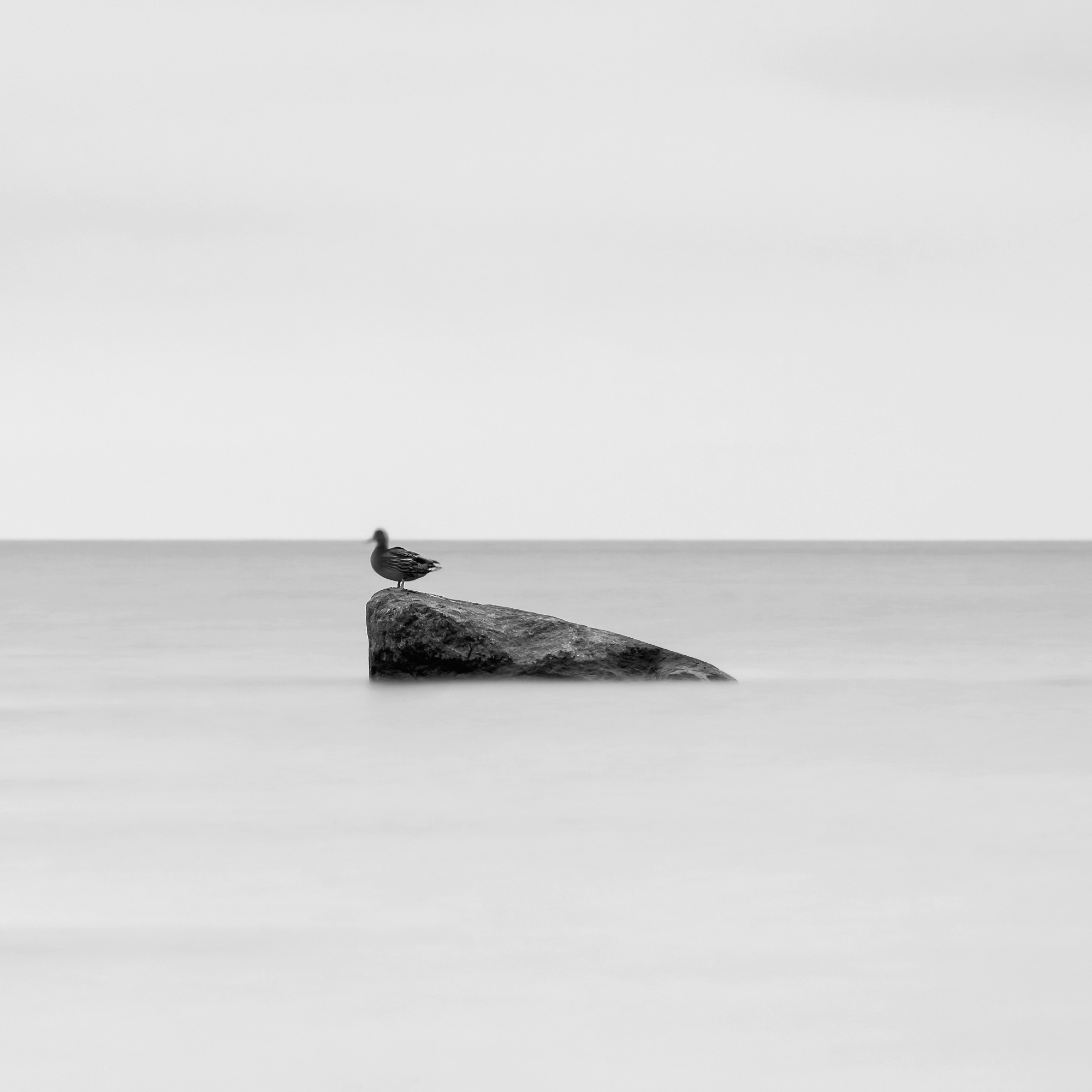 Art. Aleksandr Abrosimov Photography