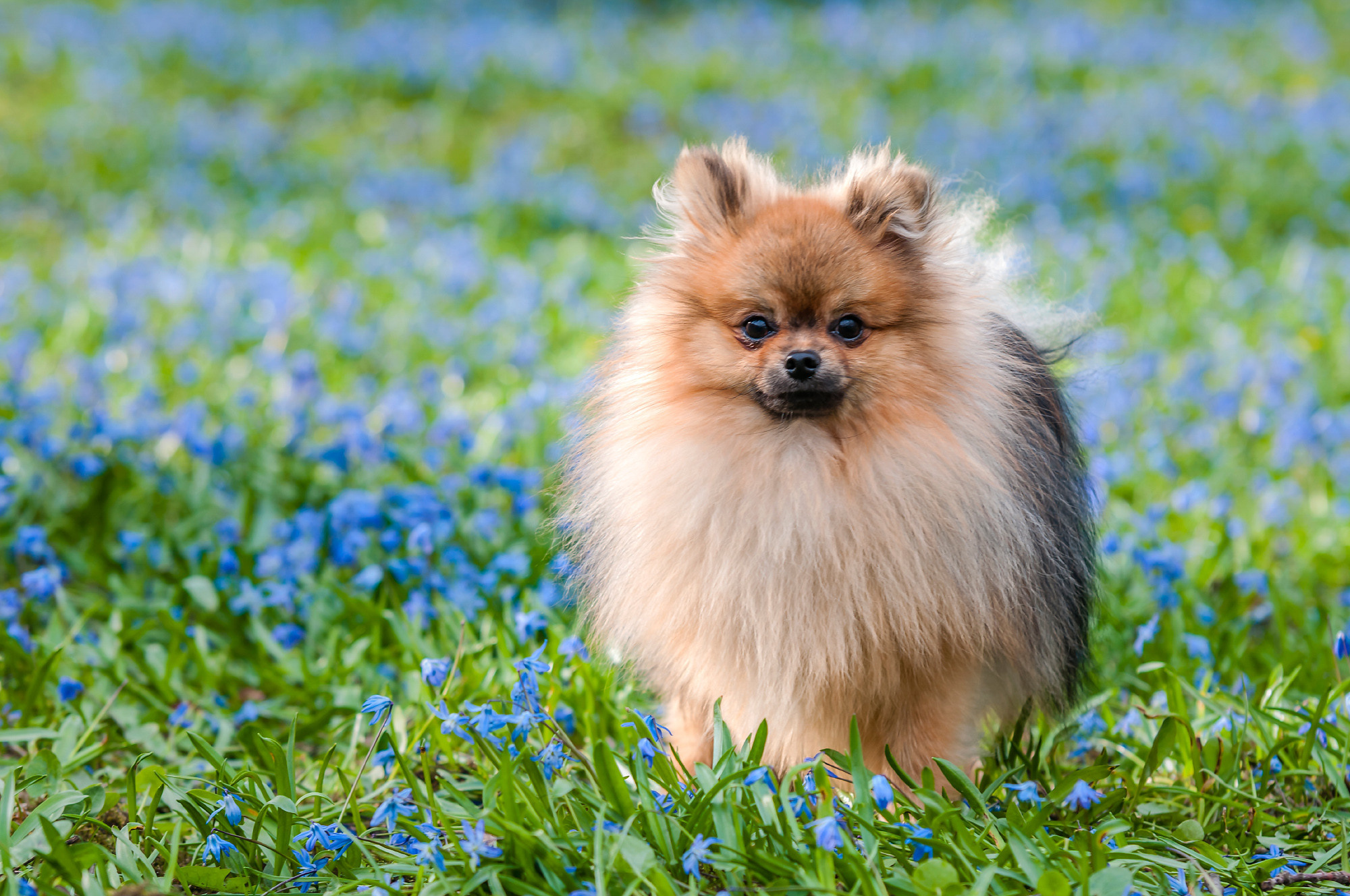 Pets. Домашние питомцы. Aleksandr Abrosimov Photography