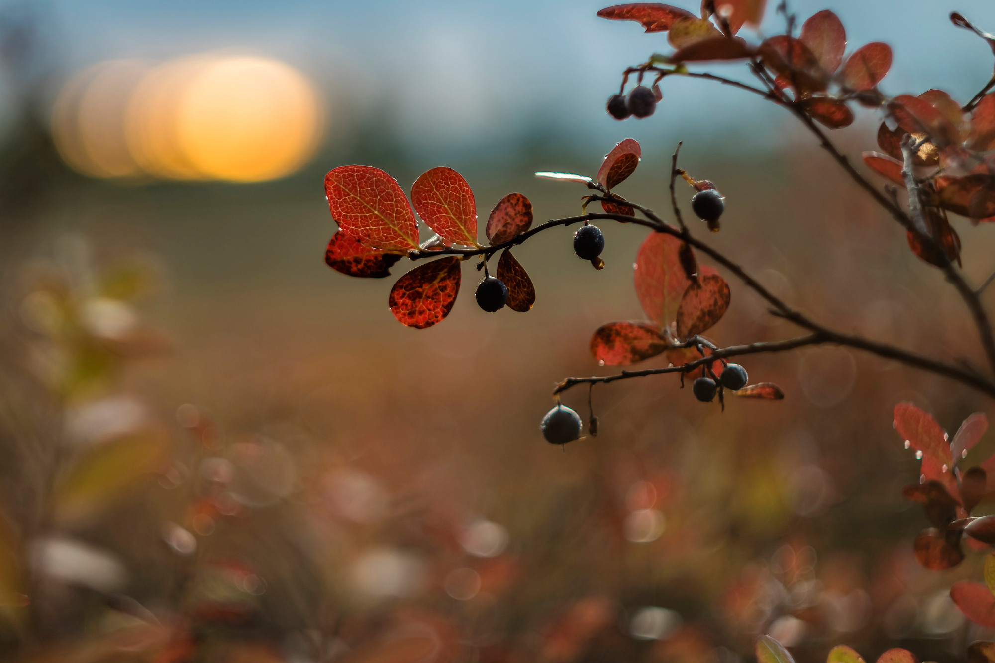 Nature. Природа. Aleksandr Abrosimov Photography