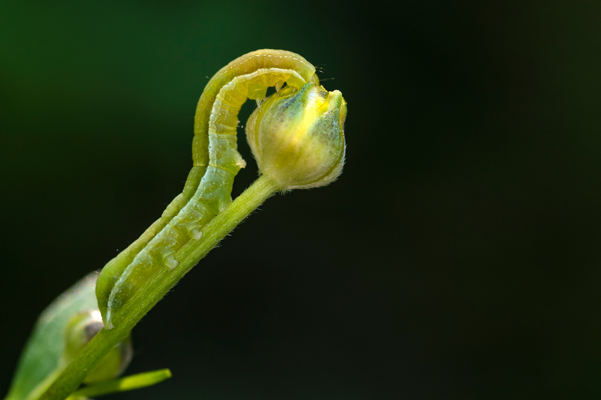 Insects. Насекомые. Aleksandr Abrosimov Photography