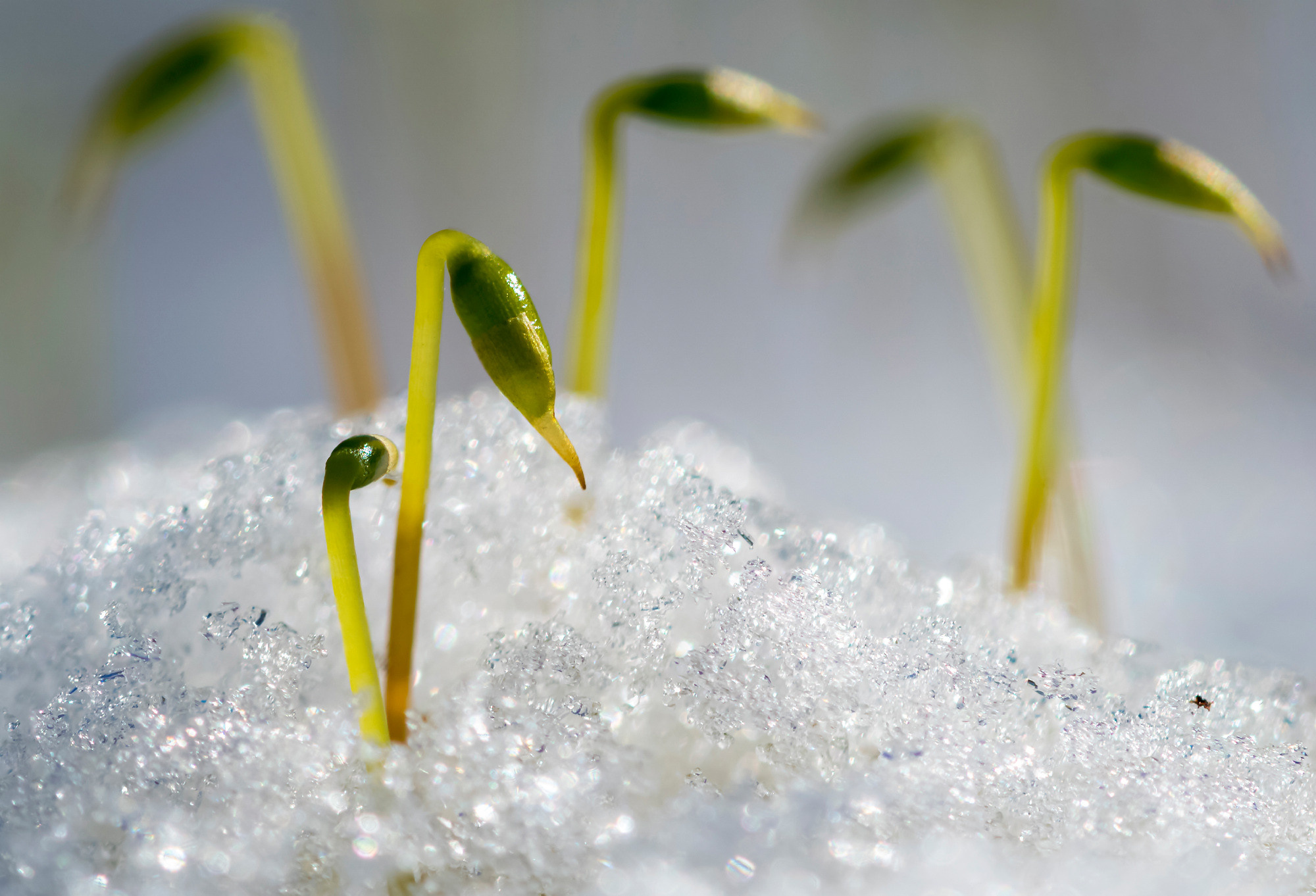 Nature. Природа. Aleksandr Abrosimov Photography