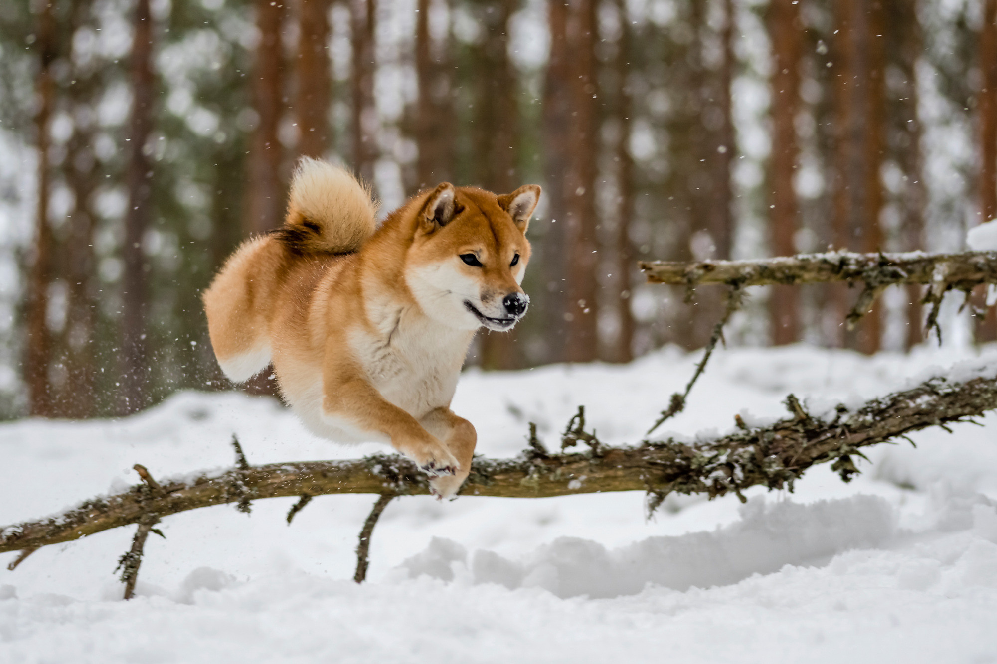 Pets. Домашние питомцы. Aleksandr Abrosimov Photography