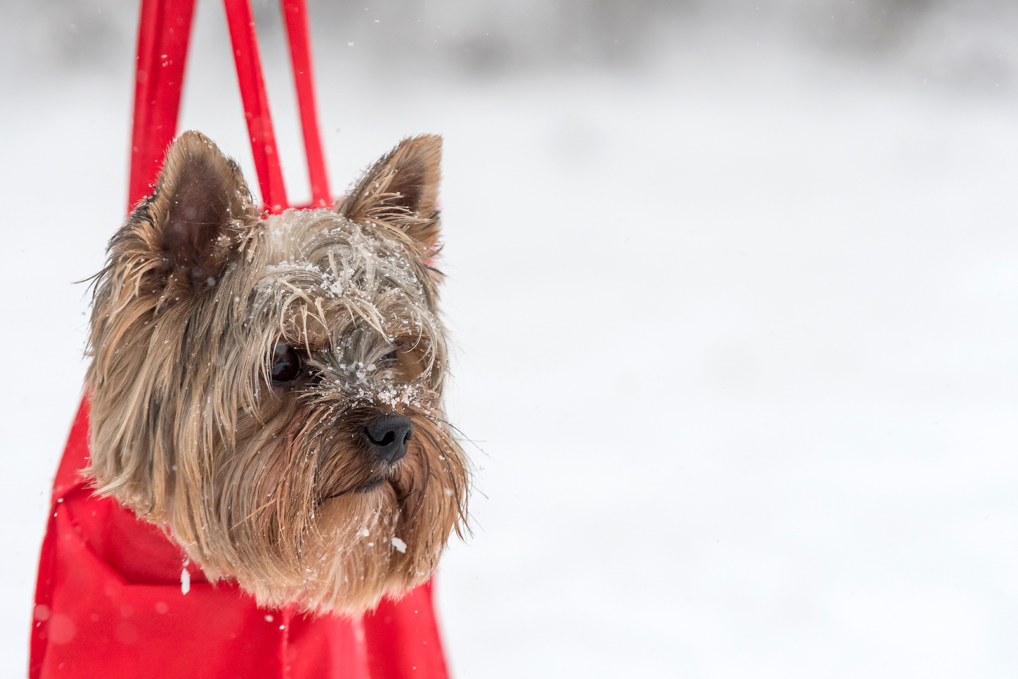 Pets. Домашние питомцы. Aleksandr Abrosimov Photography