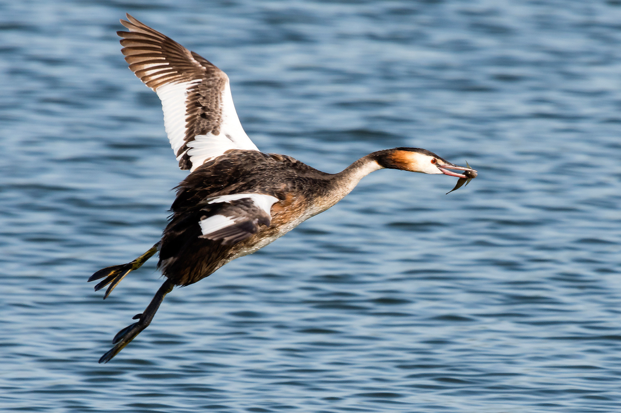 Birds. Птицы. Aleksandr Abrosimov Photography